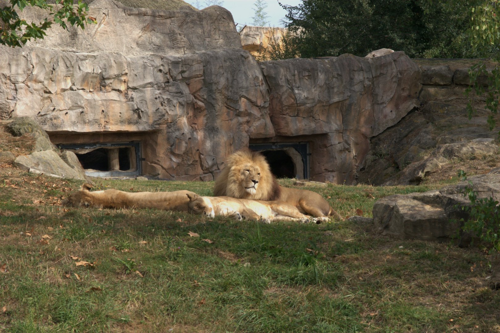 Southeast African Lion (Panthera leo krugeri), 25-08-25
