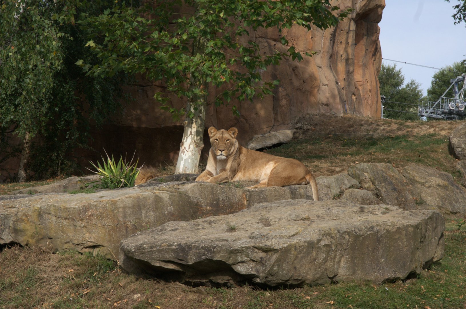 Southeast African Lion (Panthera leo krugeri), 25-08-25