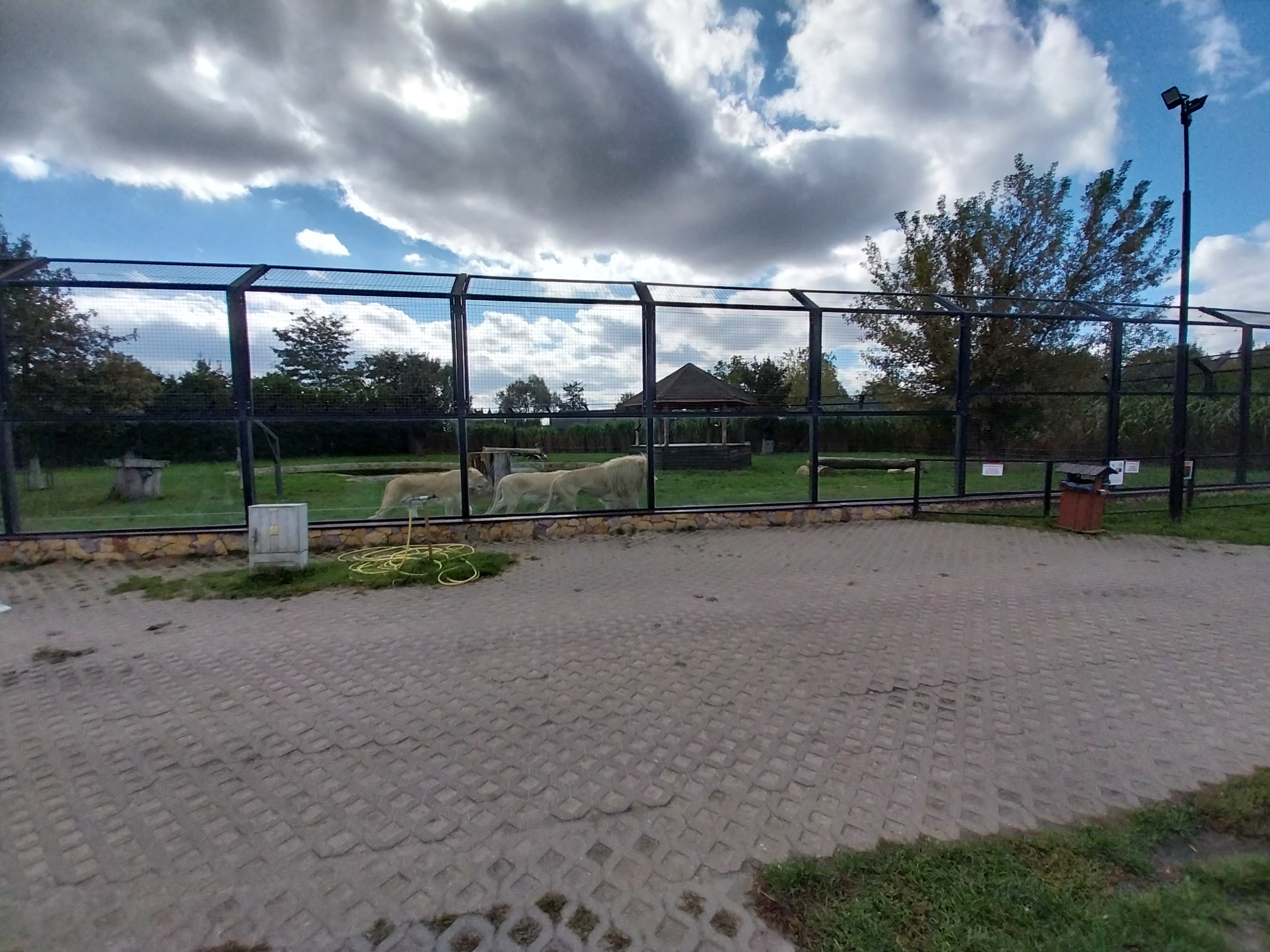 Southeast African Lion (Panthera leo krugeri)