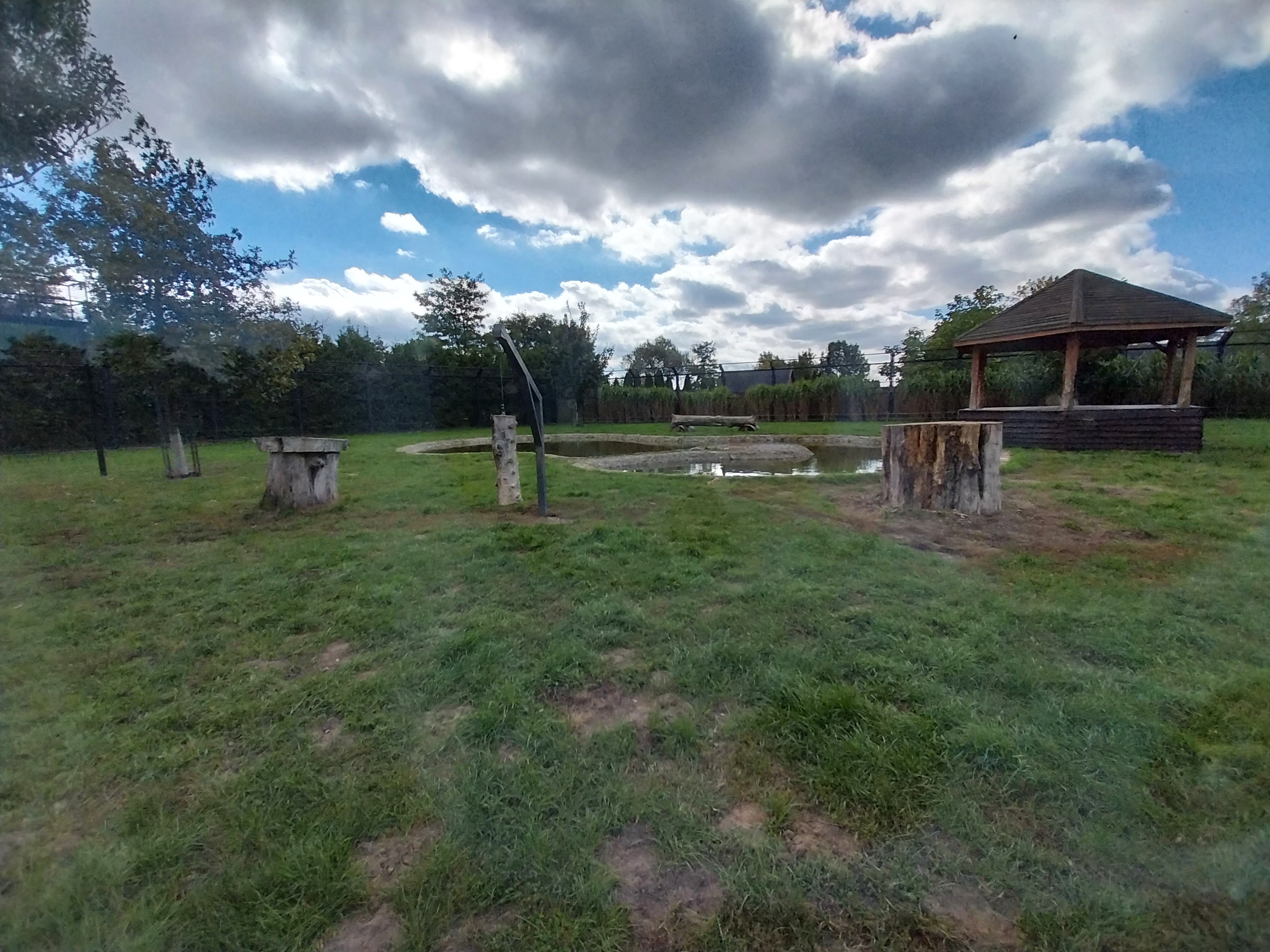 Southeast African Lion (Panthera leo krugeri)