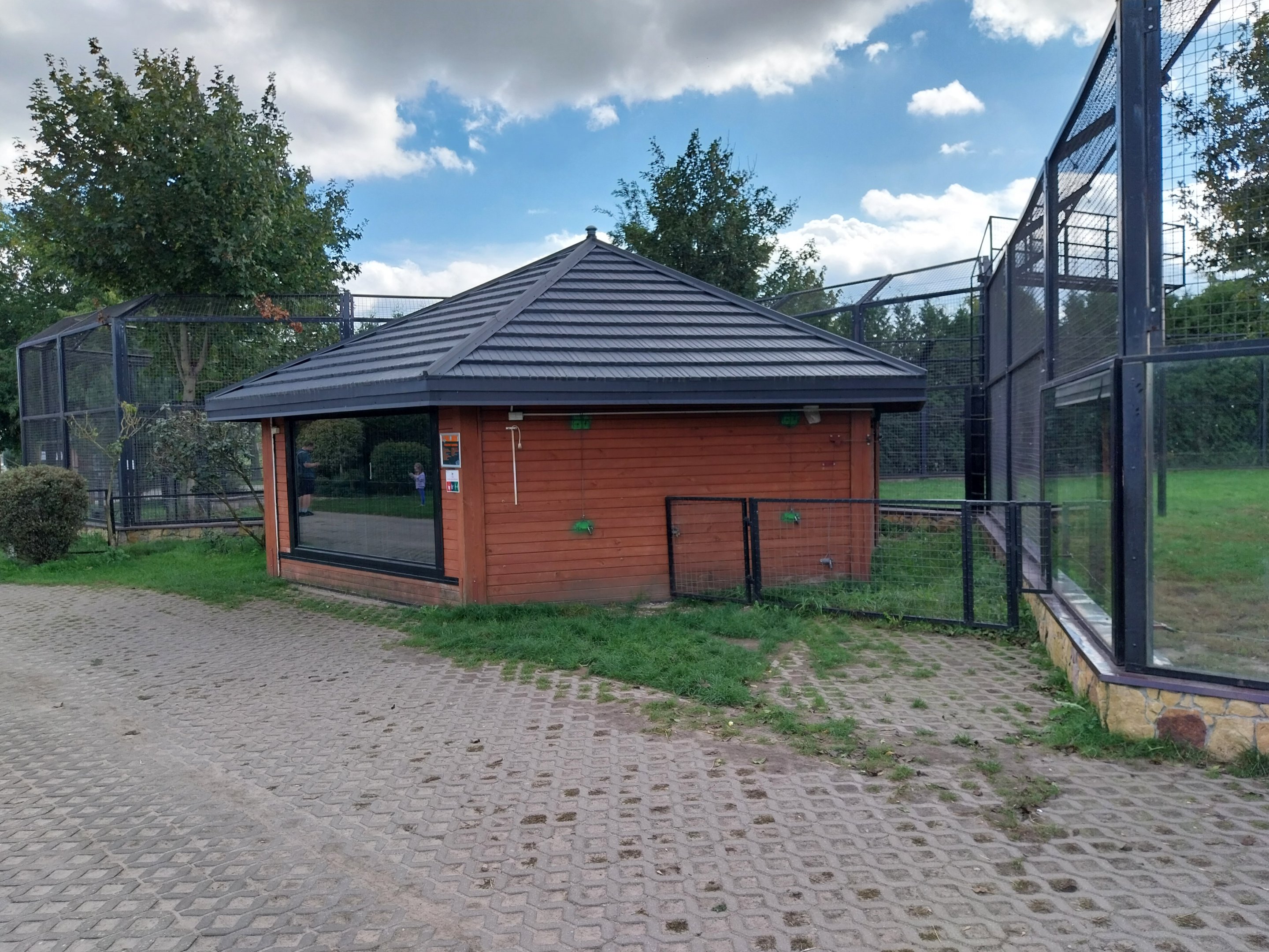 Southeast African Lion (Panthera leo krugeri)