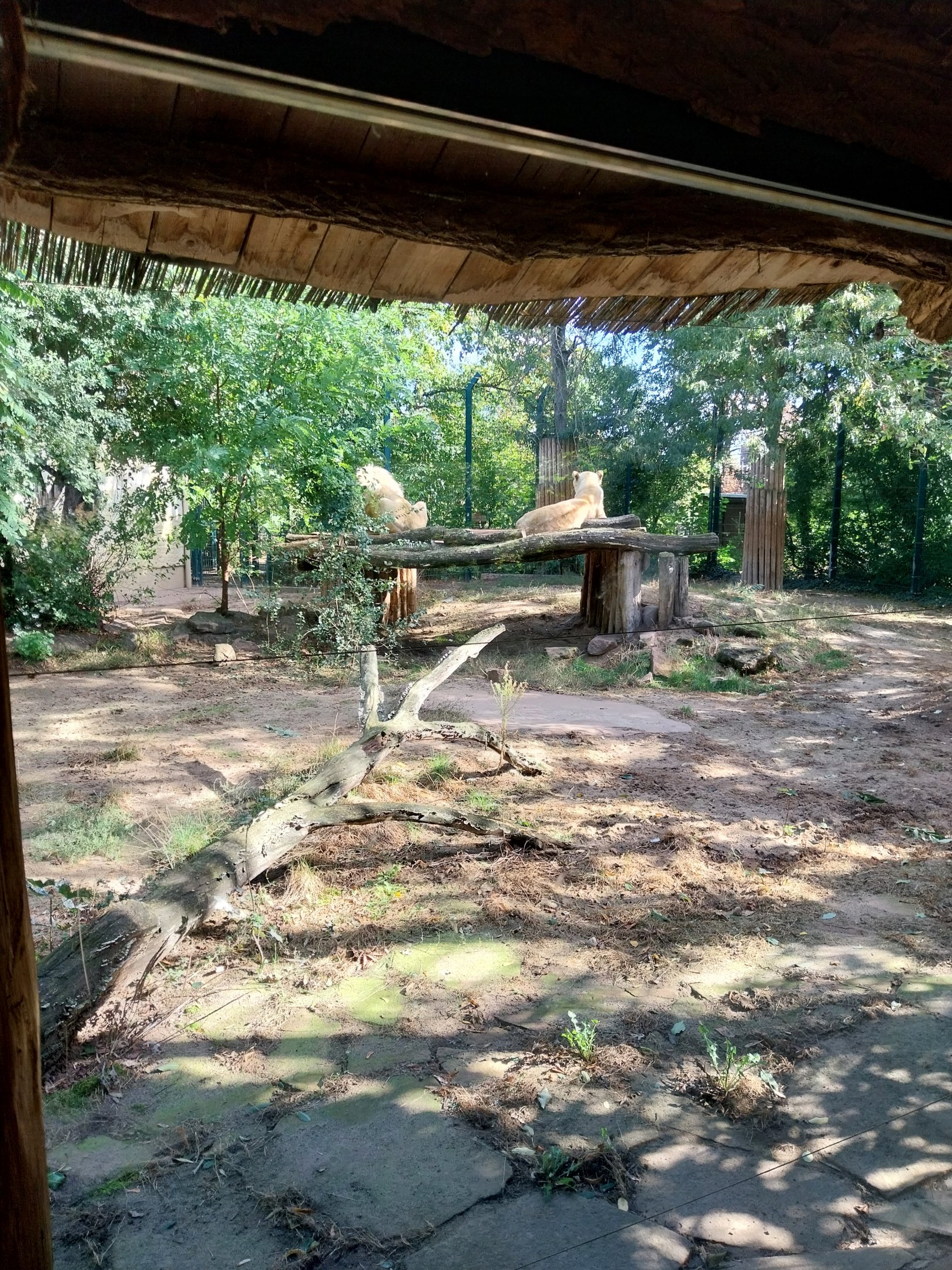 Southeast African Lion (Panthera leo krugeri)