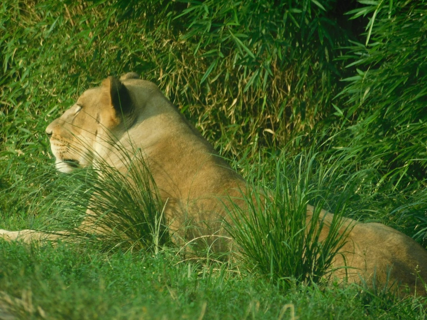 Southeast African Lion