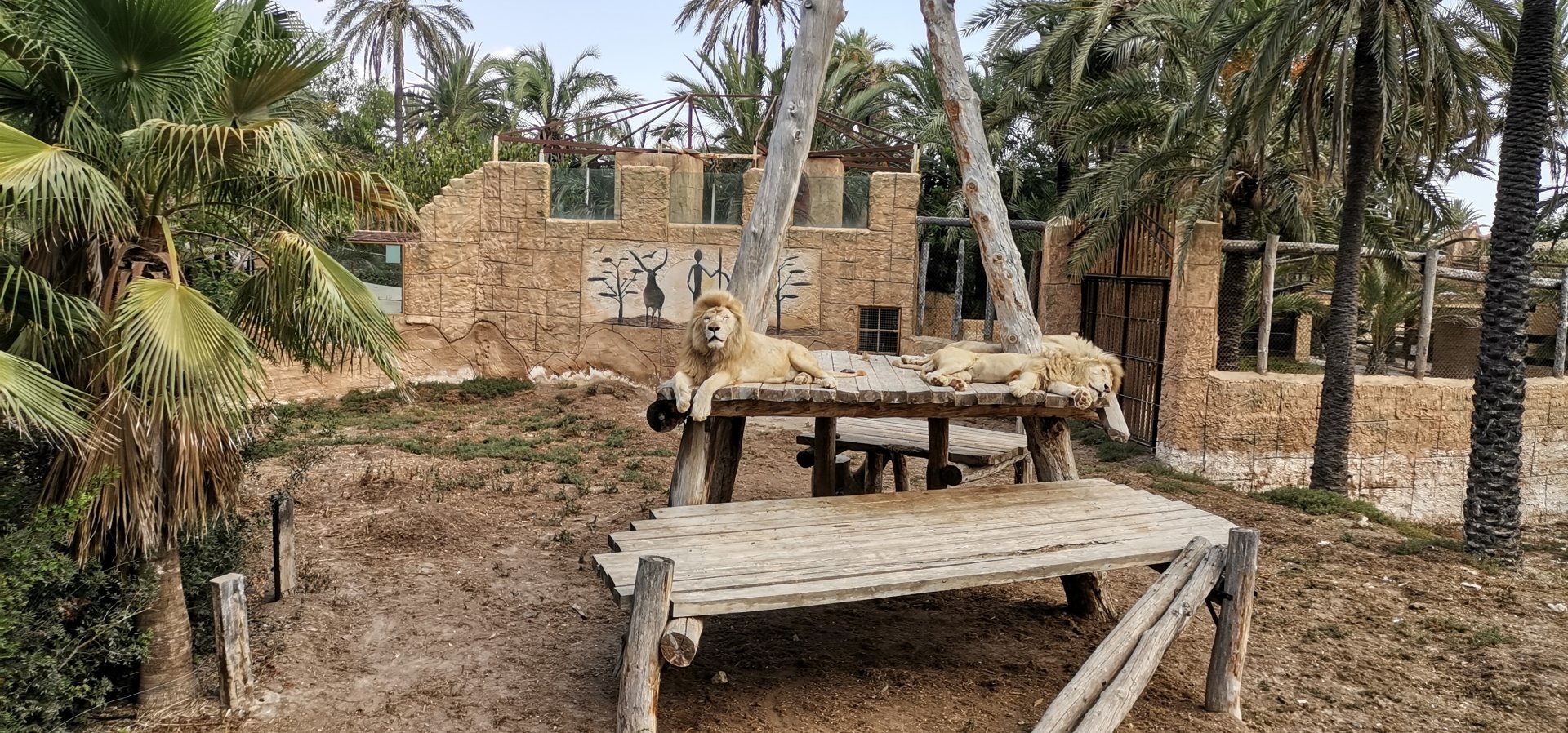 Southeast african lion