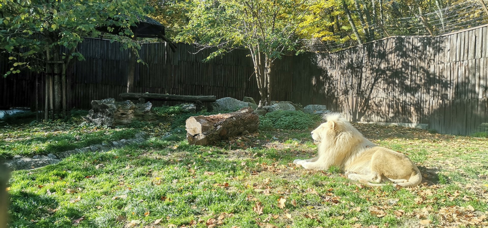Southeast African lion