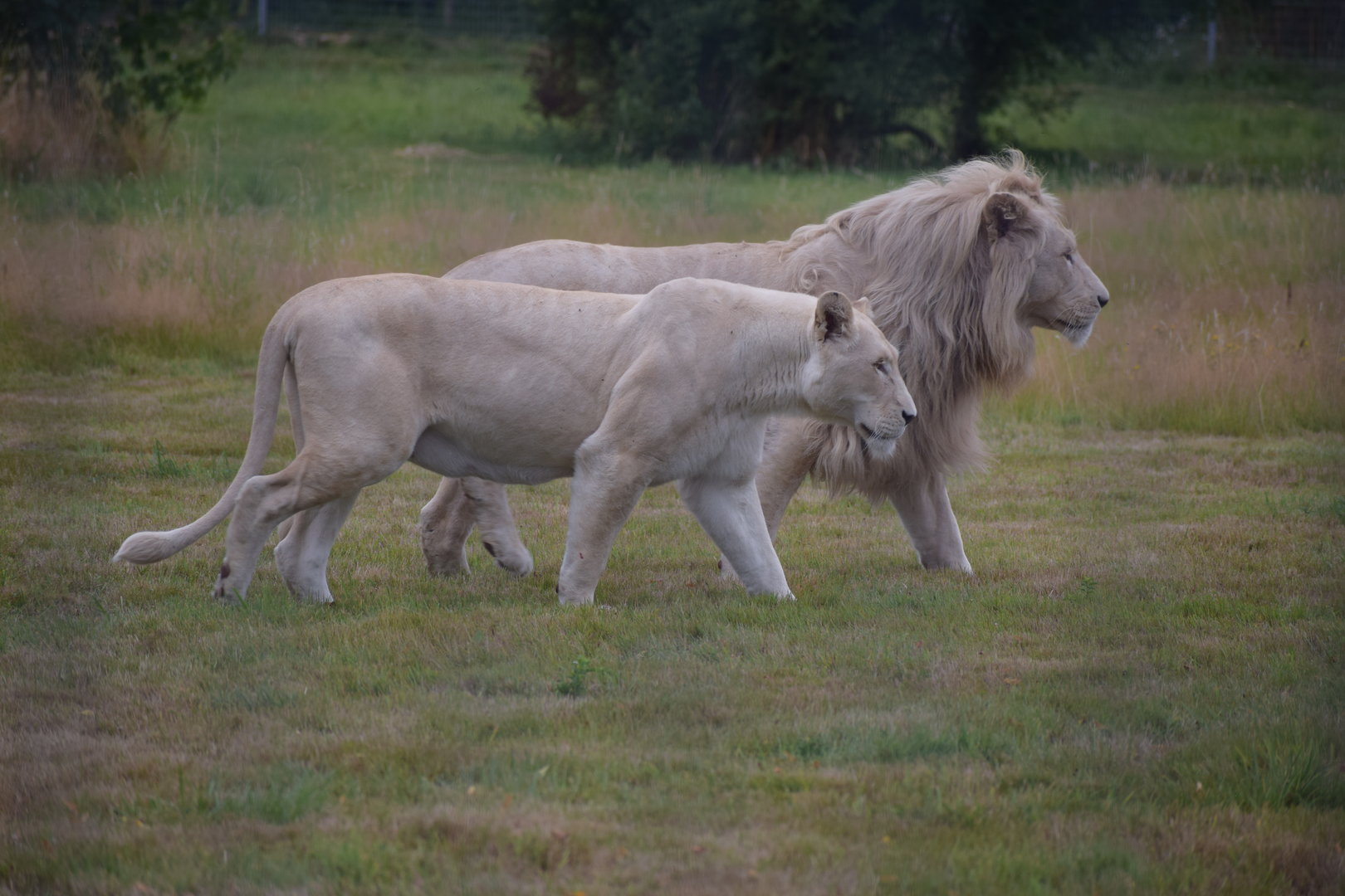 Southeast african lion