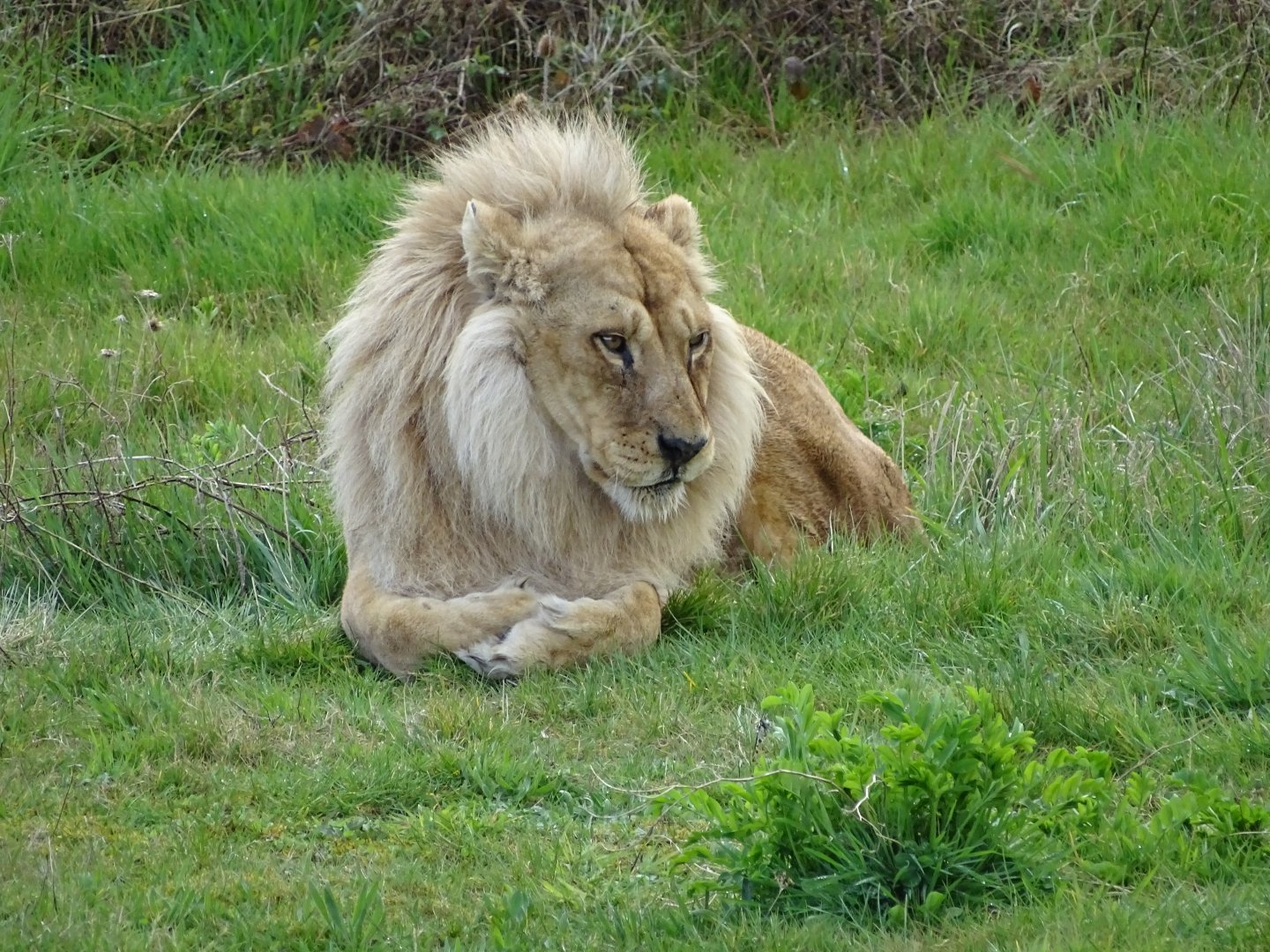 Southeast african lion