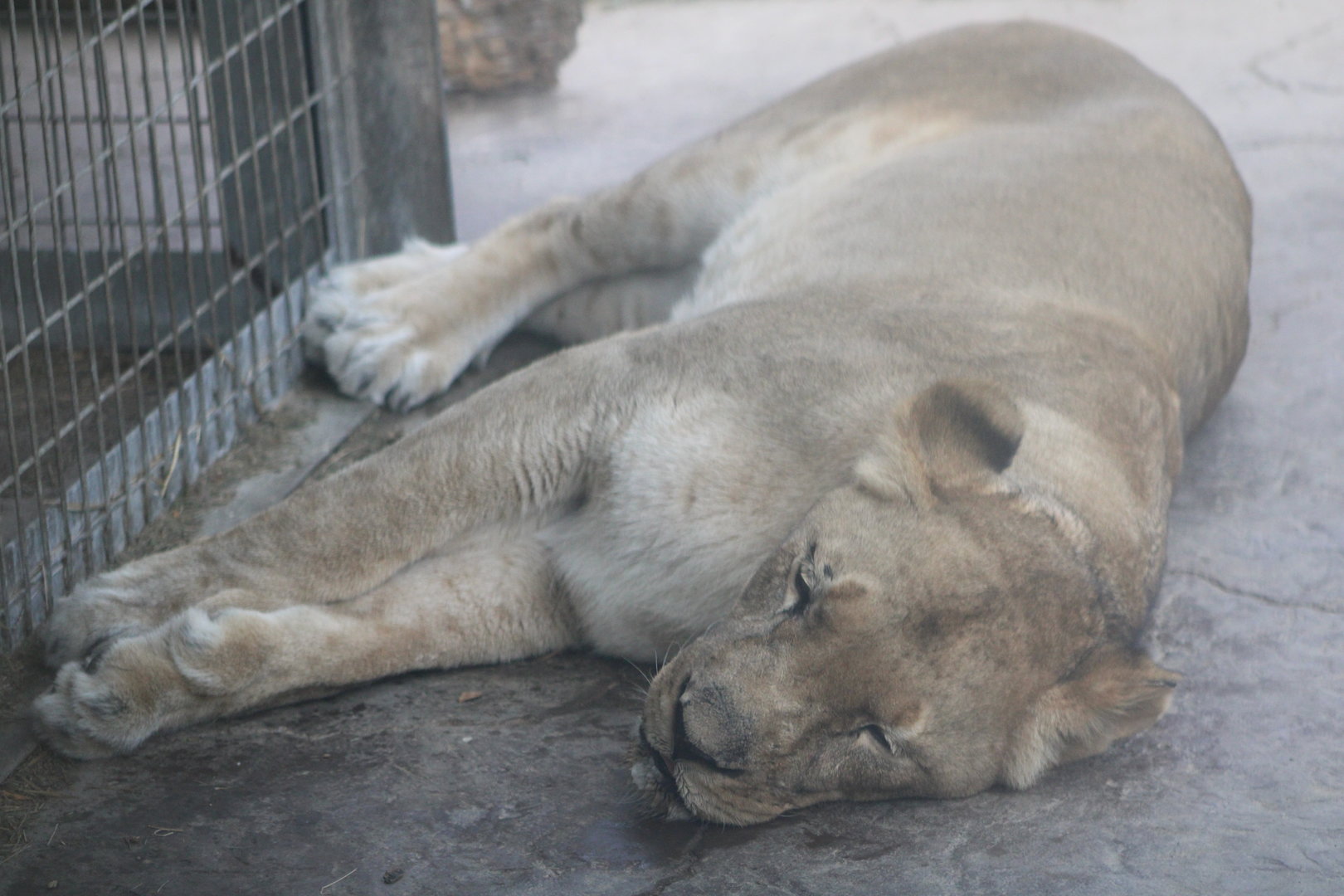 Southeast African Lioness (P. l. melanochaita)