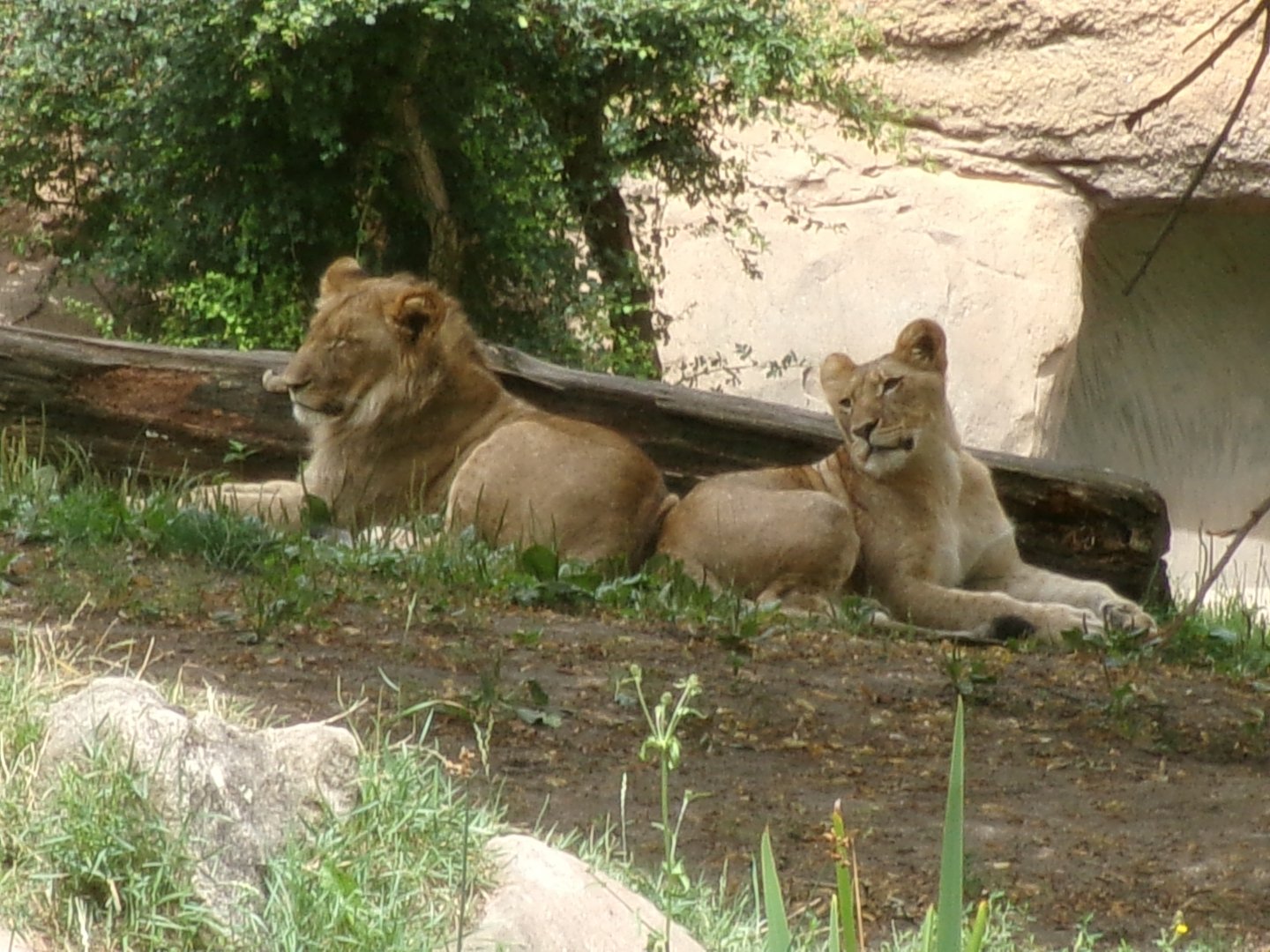 Southeast African lions