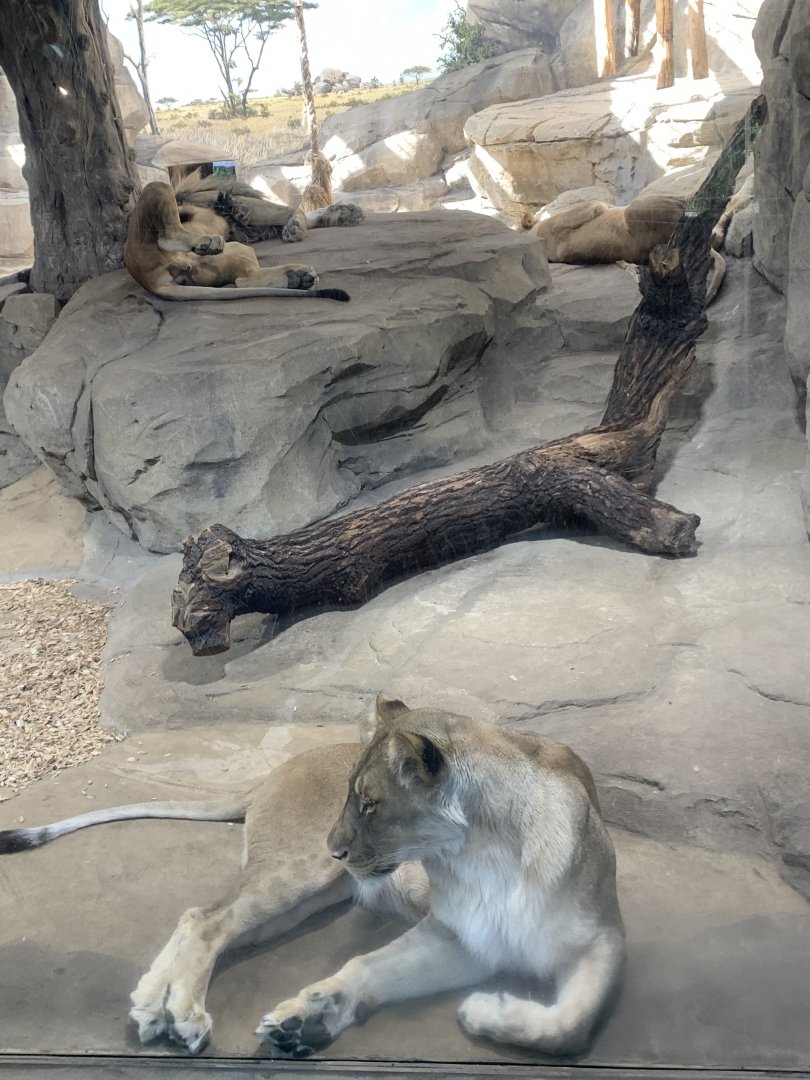 Southeast African lions