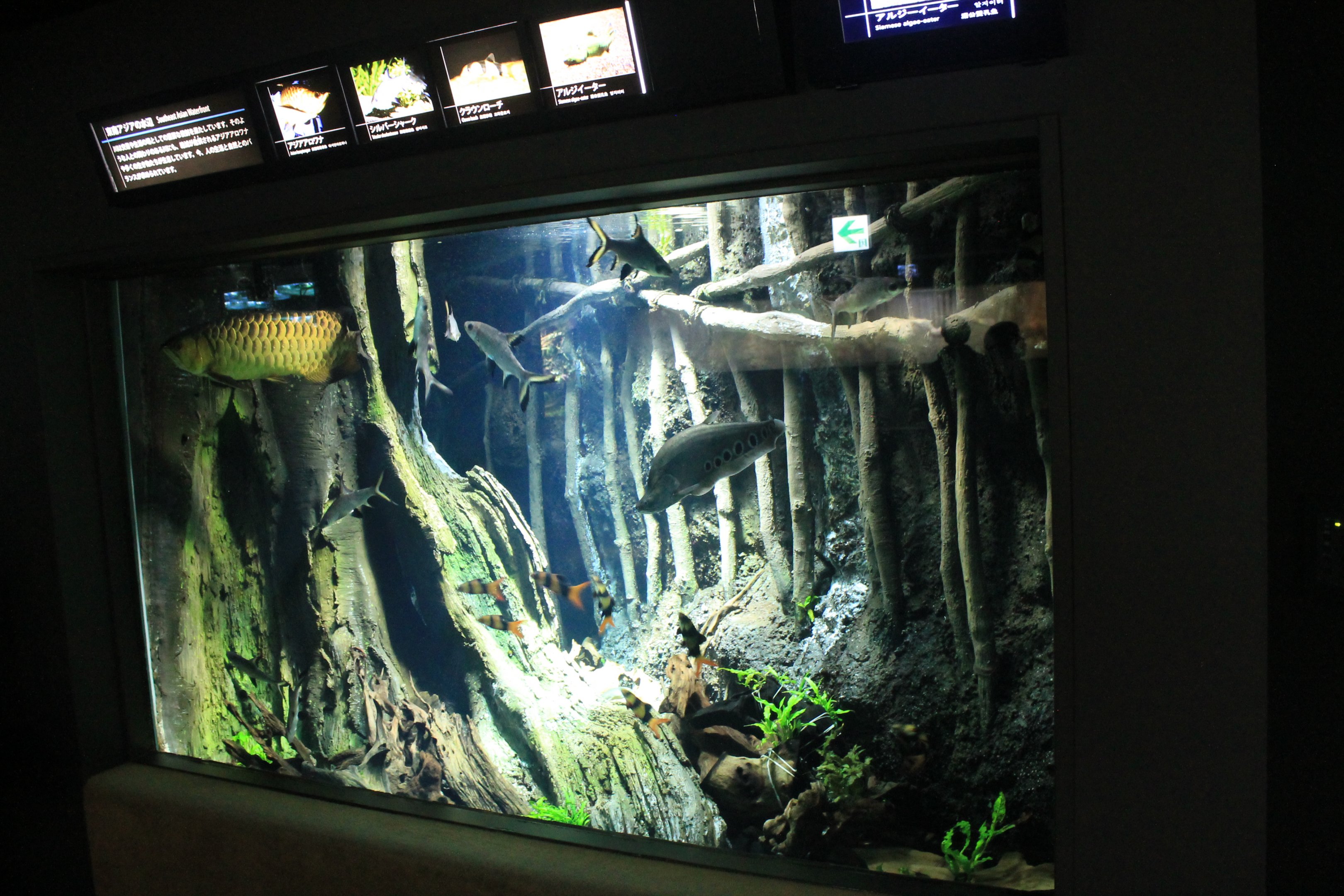 Southeast Asia freshwater tank