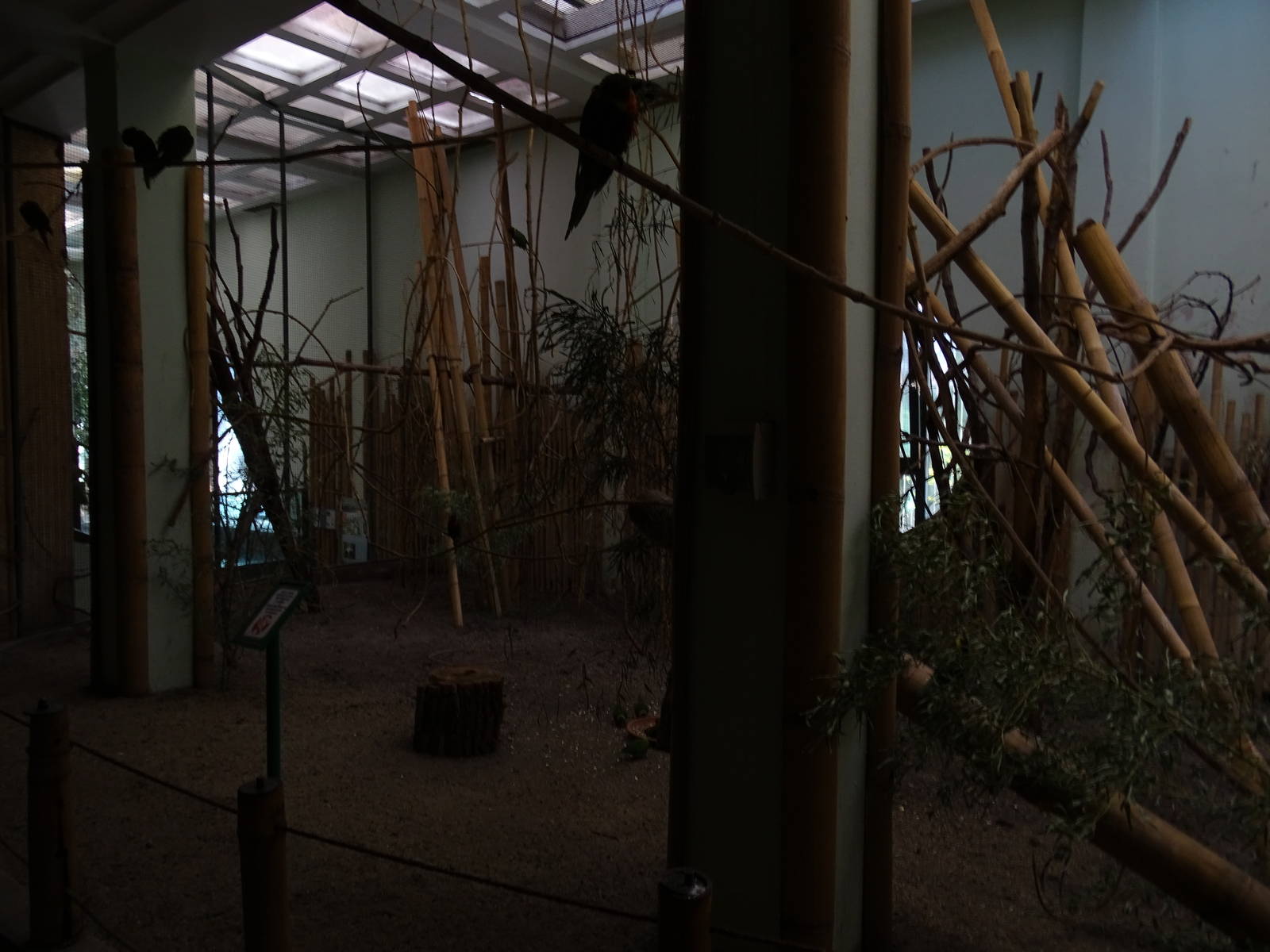 Southeast Asia house - lorikeets