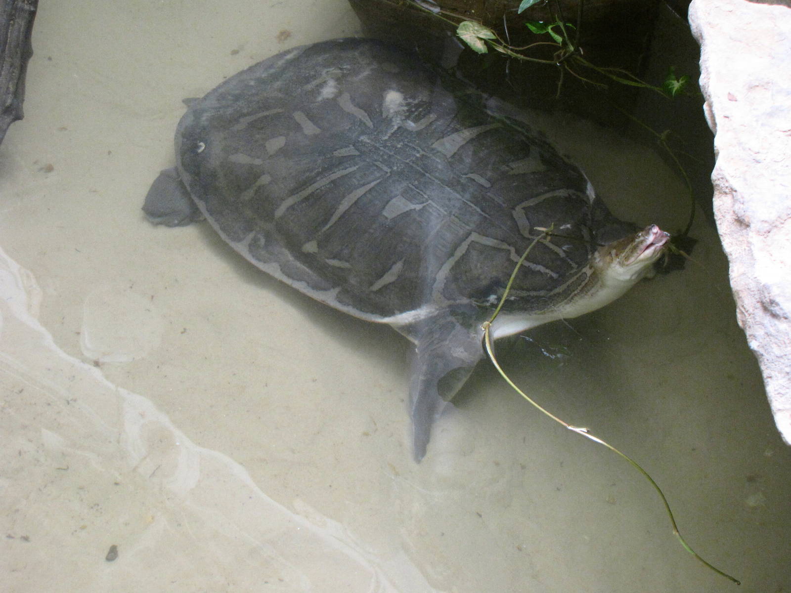 Southeast Asia Narrow-headed Softshell Turtle