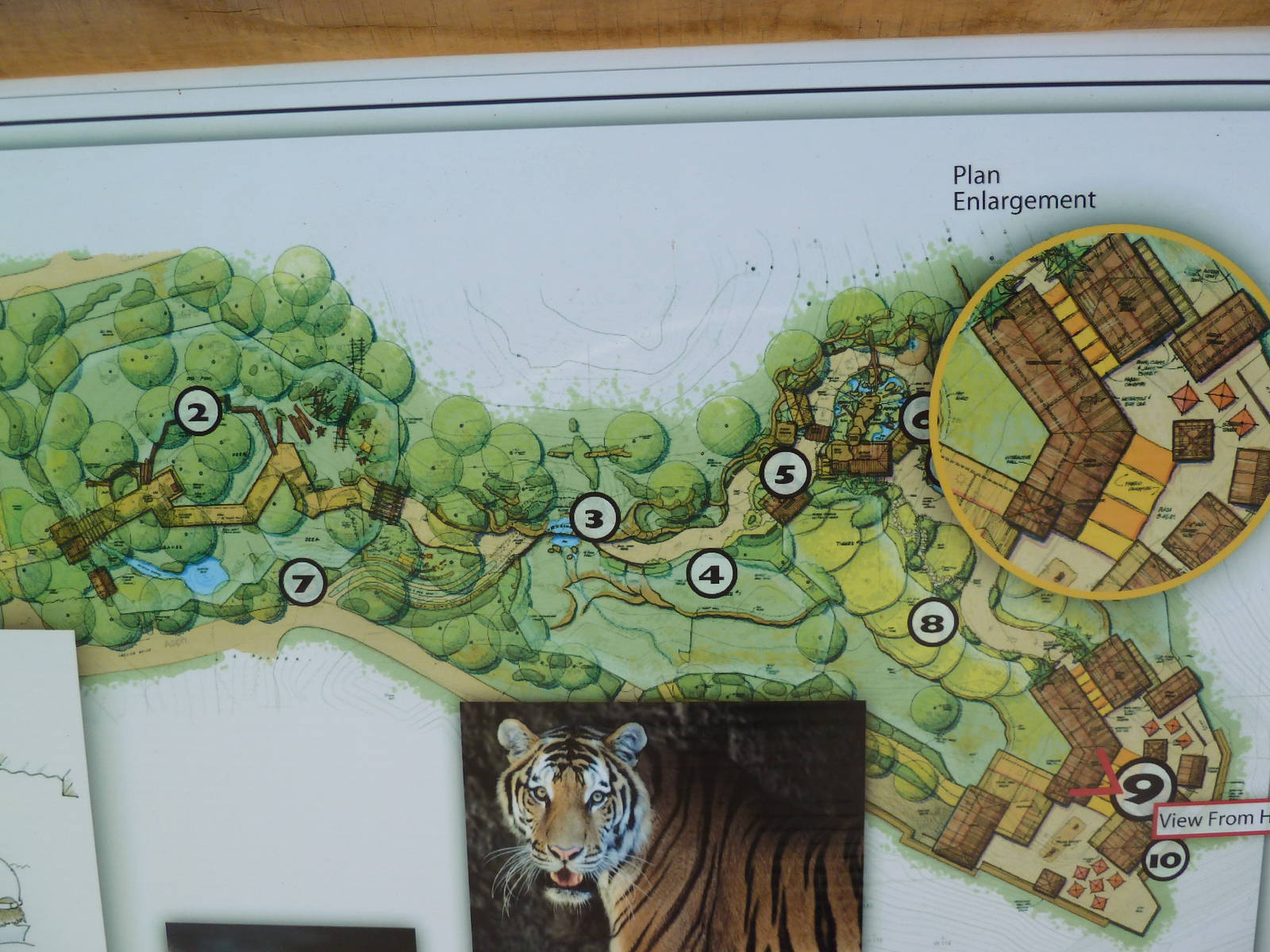 Southeast Asia Tiger Exhibit