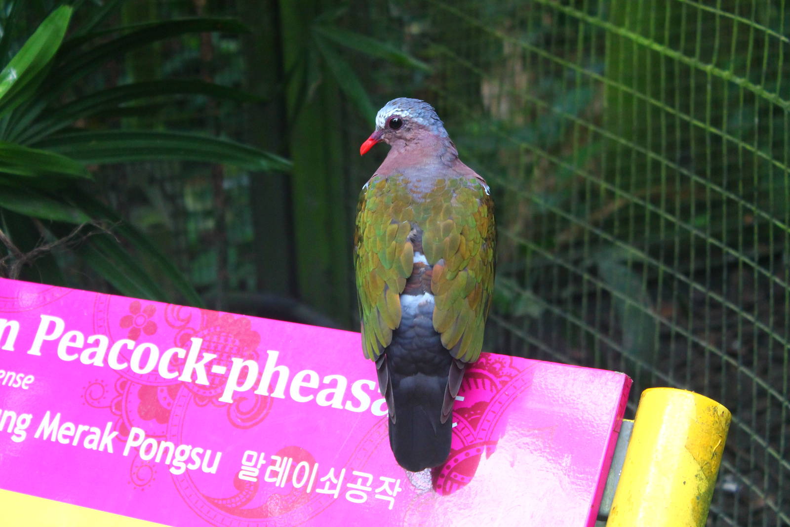Southeast Asian Aviary - Emerald Dove