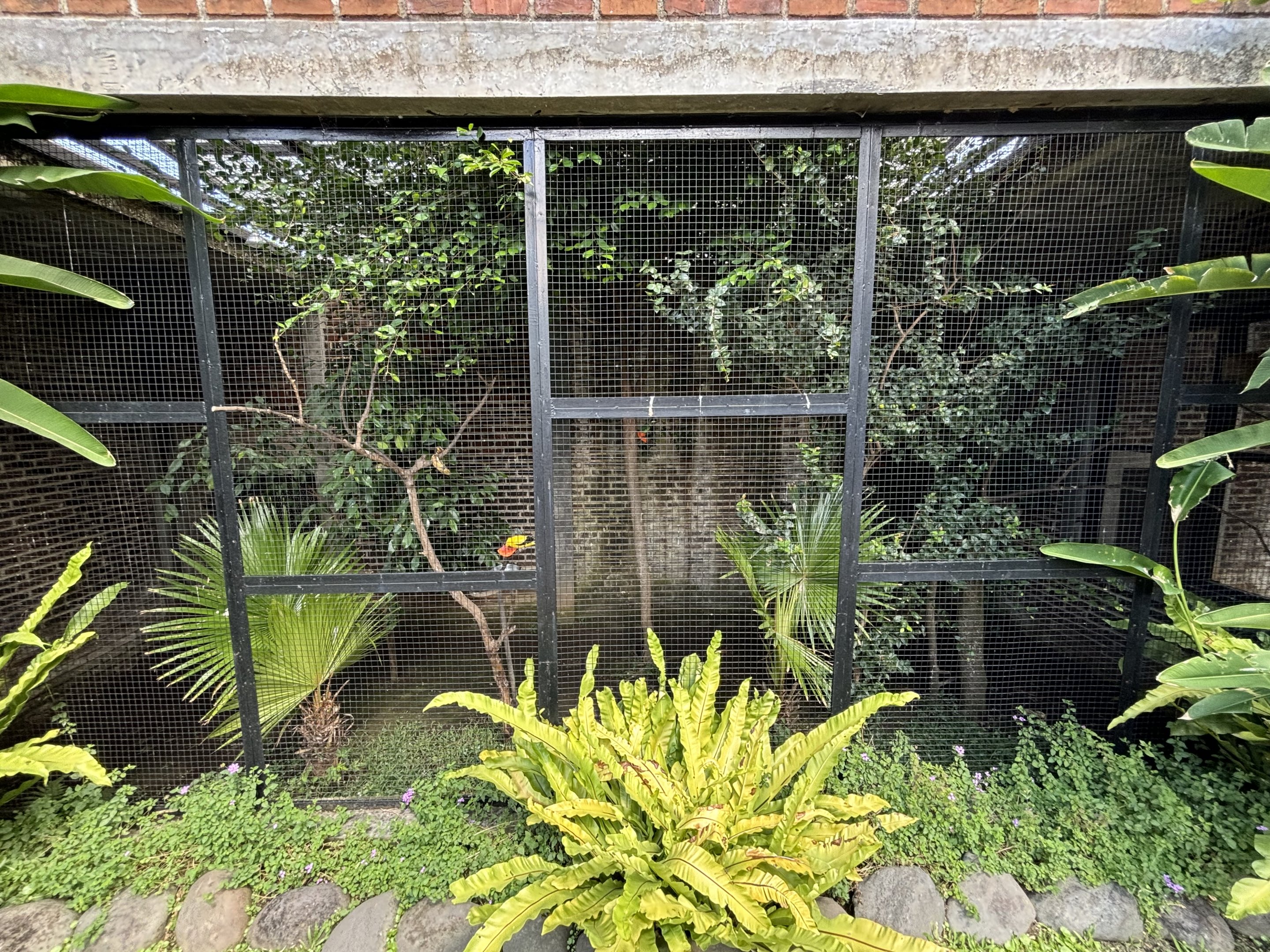 “Southeast Asian” Aviary