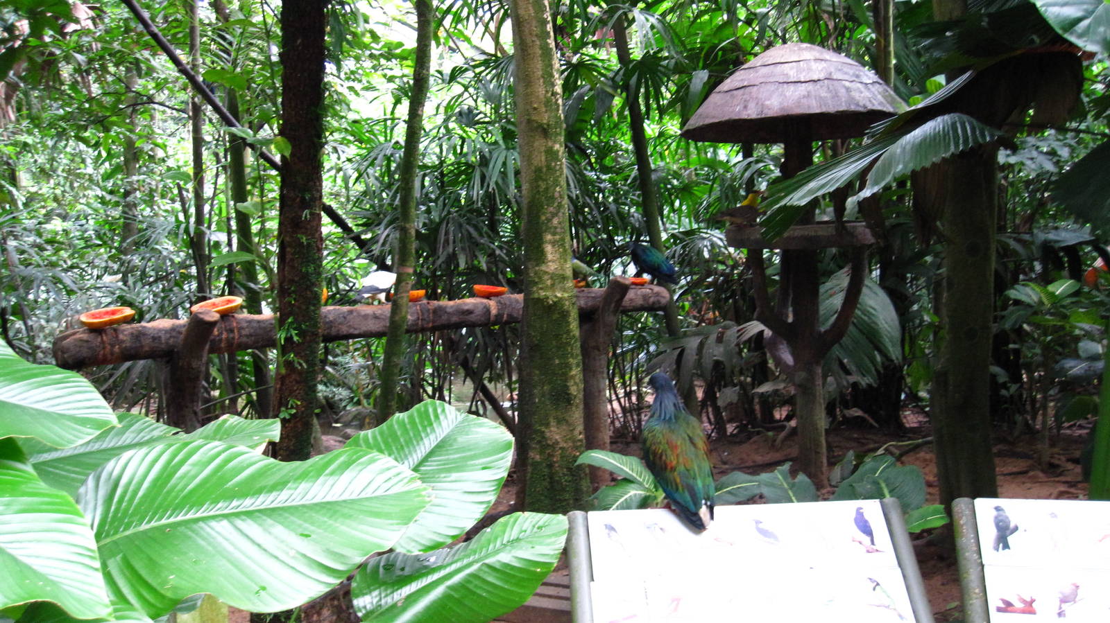 Southeast Asian Birds Aviary
