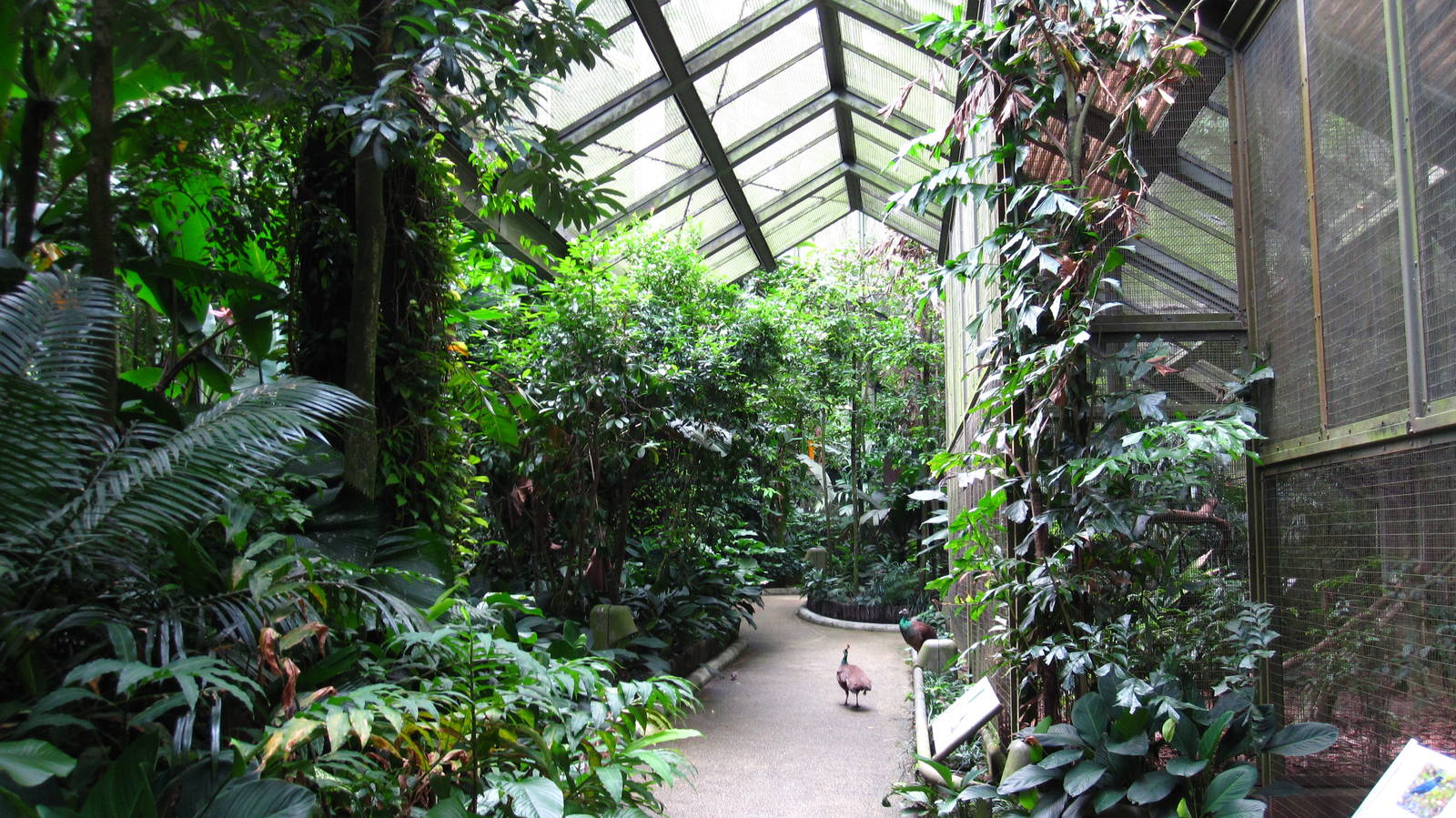 Southeast Asian Birds Aviary