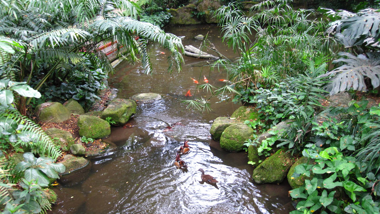 Southeast Asian Birds Aviary
