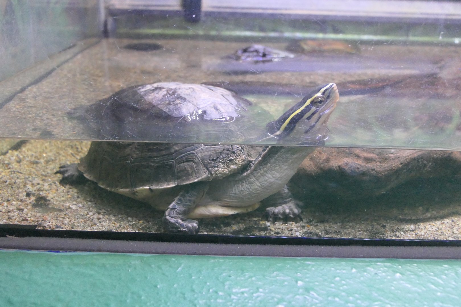 Southeast Asian Box Turtle complex (Cuora amboinensis sensu lato) - Uozu Aquarium