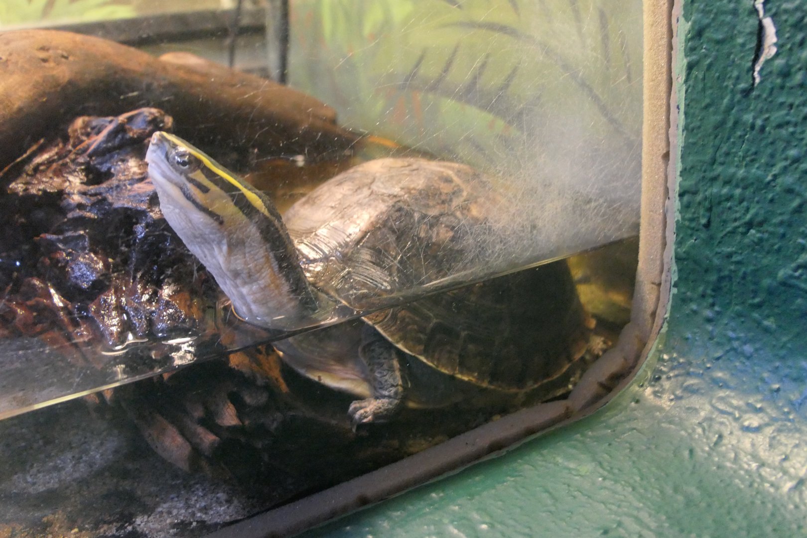 Southeast Asian Box Turtle complex (Cuora amboinensis sensu lato) - Uozu Aquarium
