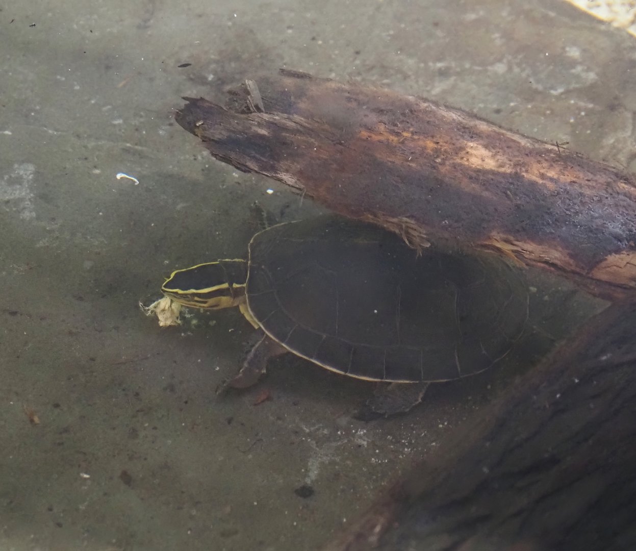 Southeast Asian box turtle (Cuora amboinensis), 2025-04-26