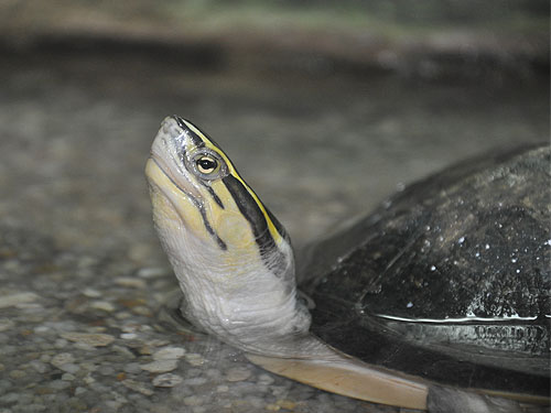 Southeast Asian box turtle / Cuora amboinensis