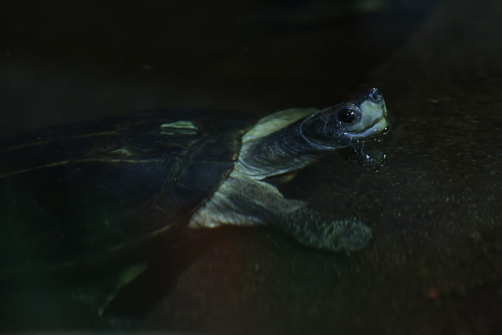 Southeast Asian box turtle (Cuora amboinensis)