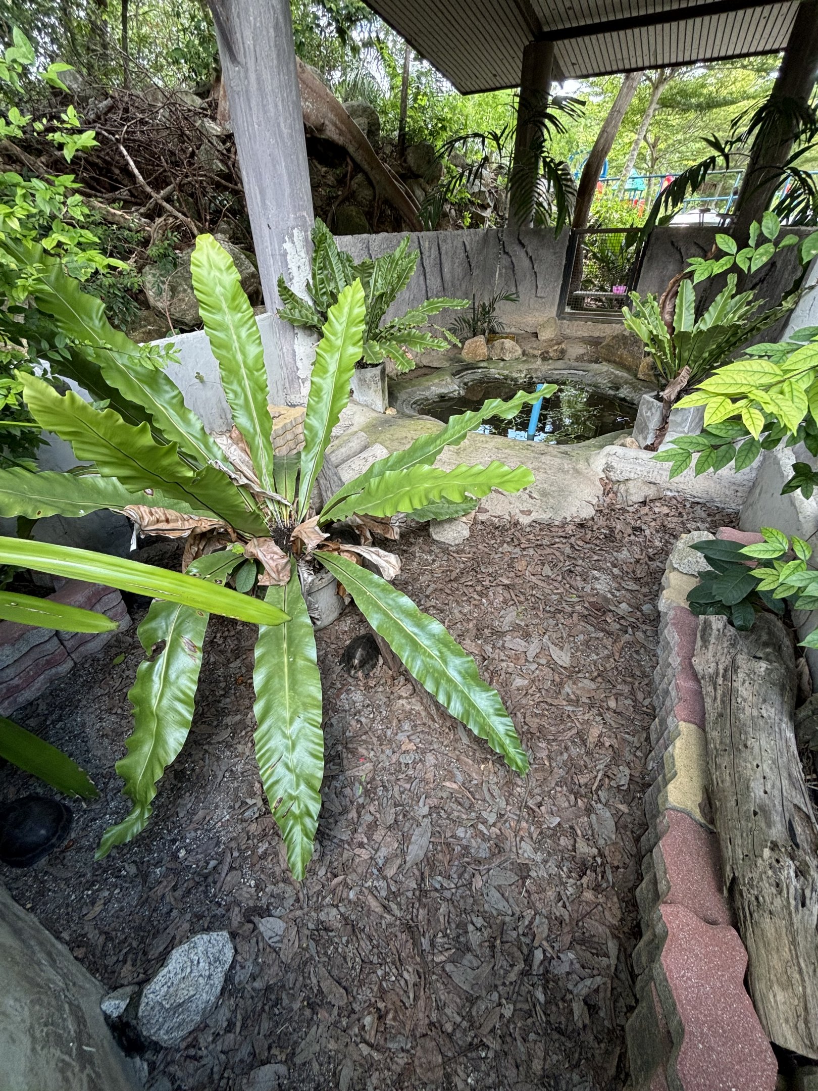 Southeast Asian Box Turtle Exhibit