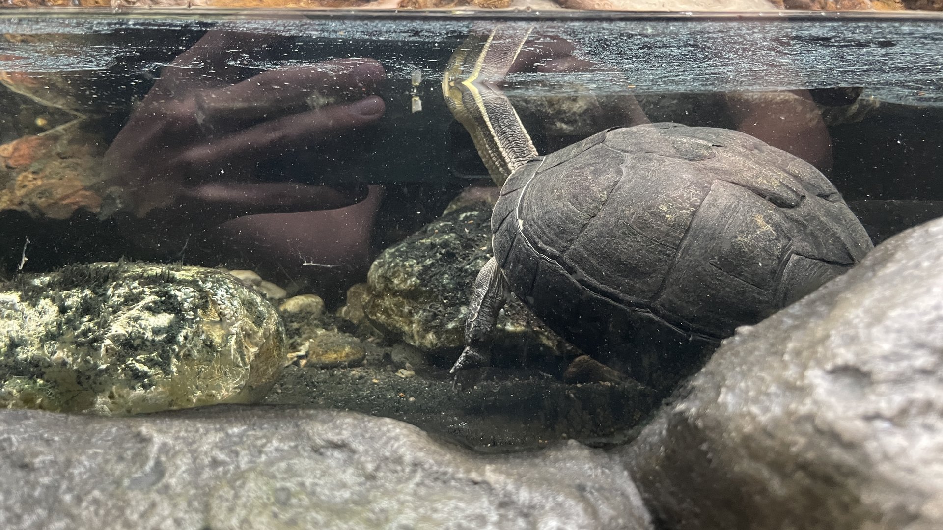 Southeast Asian box turtle