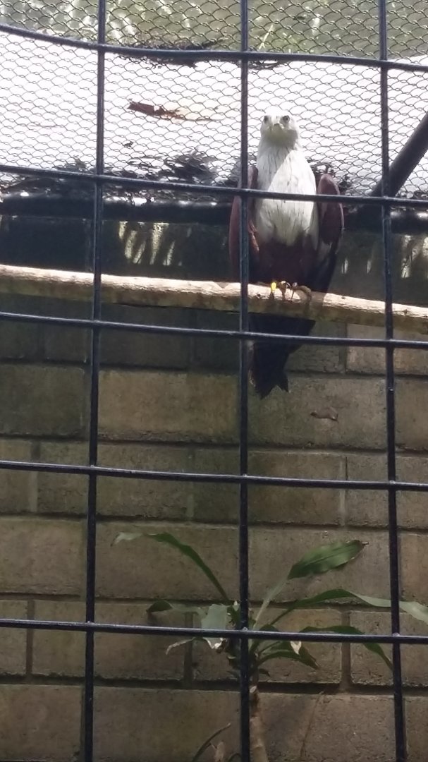 Southeast Asian brahminy kite (Haliastur indus intermedius)