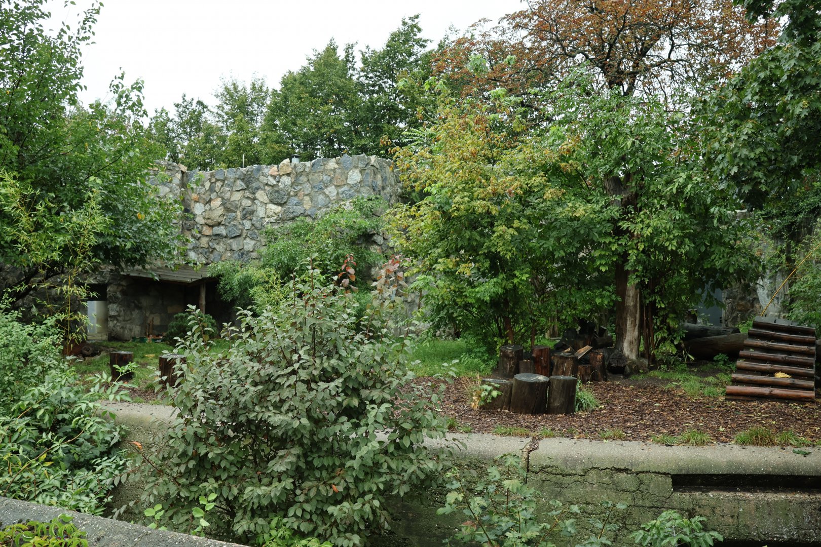 Southeast Asian carnivores - Asiatic black bear enclosure