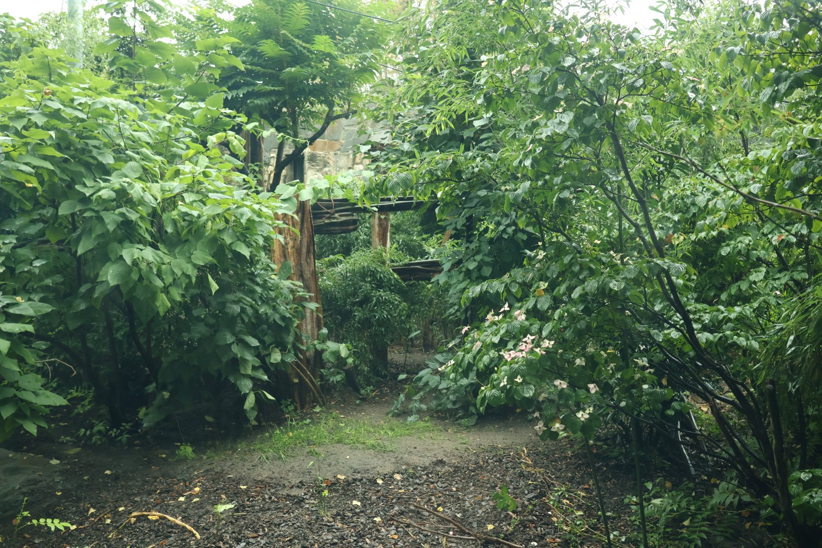 Southeast Asian carnivores - Terrytorium Panter - Indochinese clouded leopard enclosure