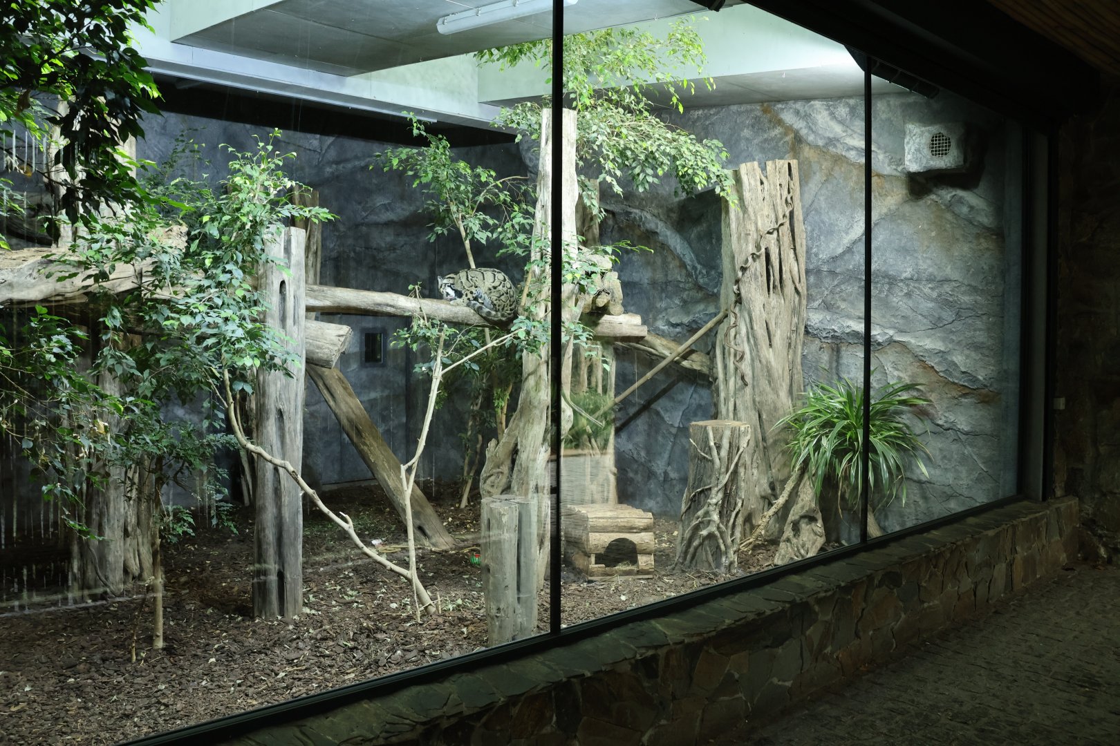 Southeast Asian carnivores - Terrytorium Panter - Indochinese clouded leopard (Neofelis nebulosa nebulosa