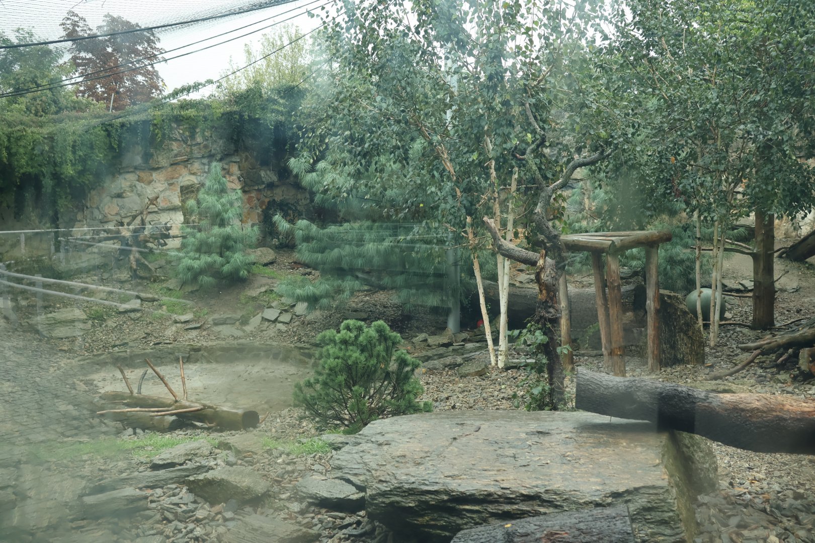 Southeast Asian carnivores - Terrytorium Panter - Snowleopard enclosure