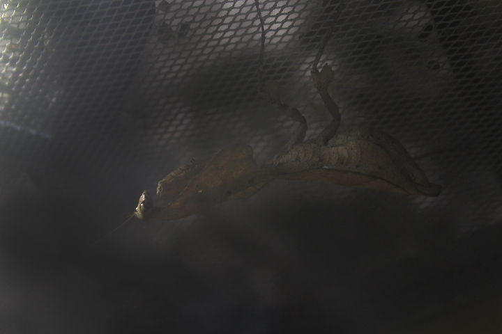 Southeast Asian dead leaf mantis (Deroplatys lobata)