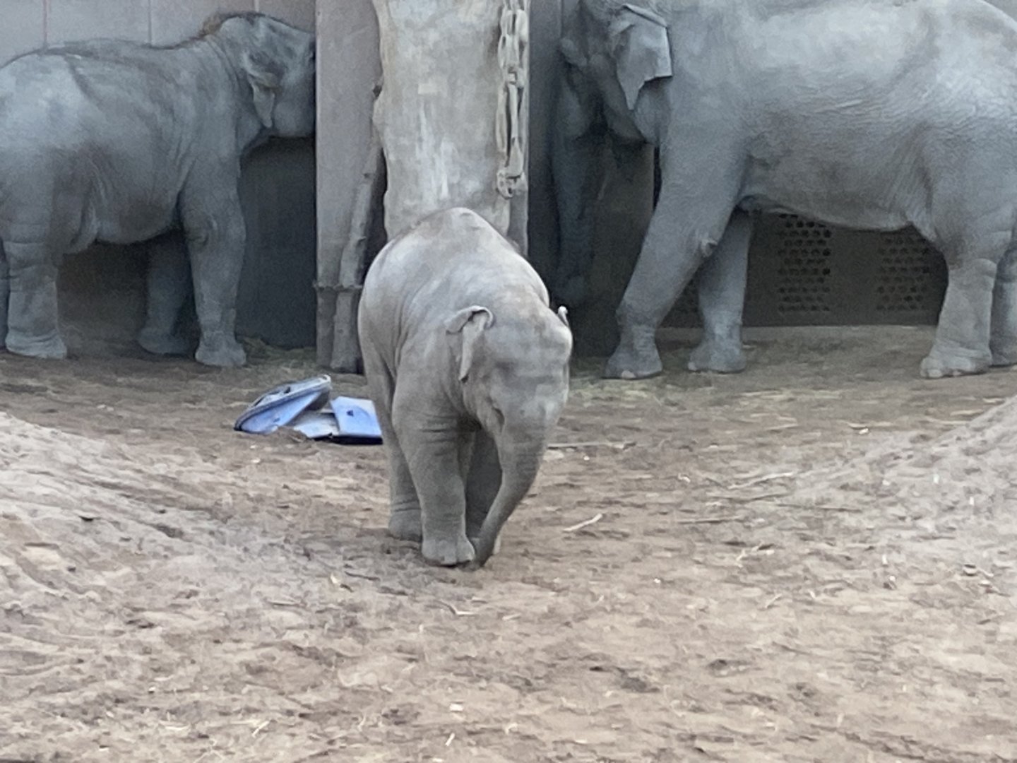 Southeast Asian elephant juvenile 261124