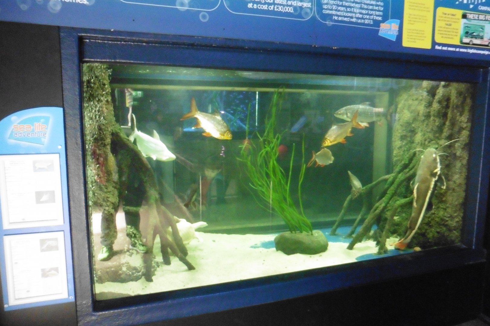 Southeast Asian fish