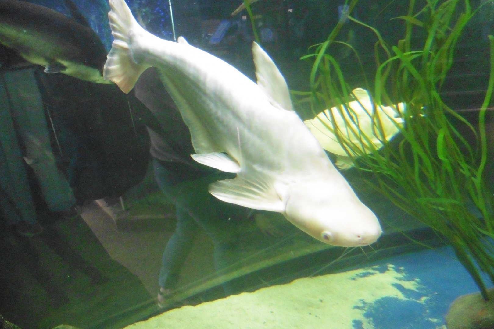 Southeast Asian fish