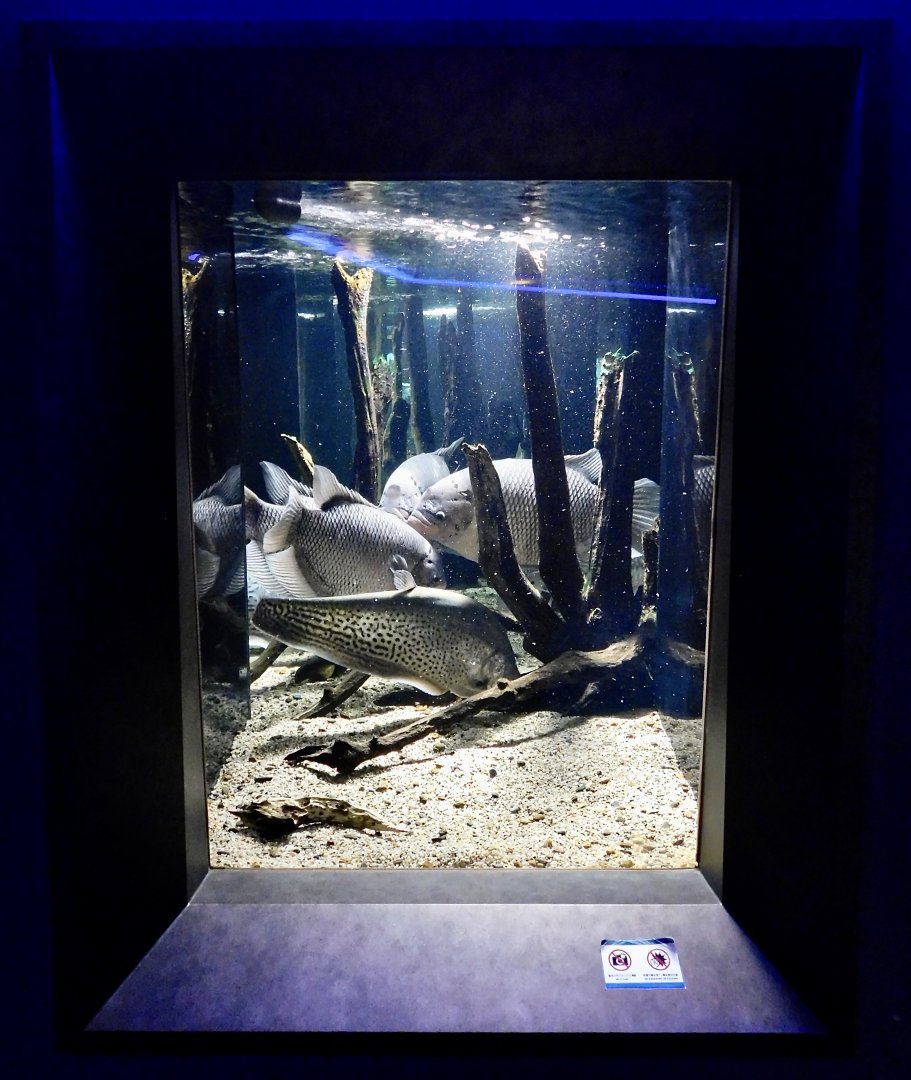 Southeast Asian Freshwater Fish Tank - Kawasui Kawasaki Aquarium October 8, 2025