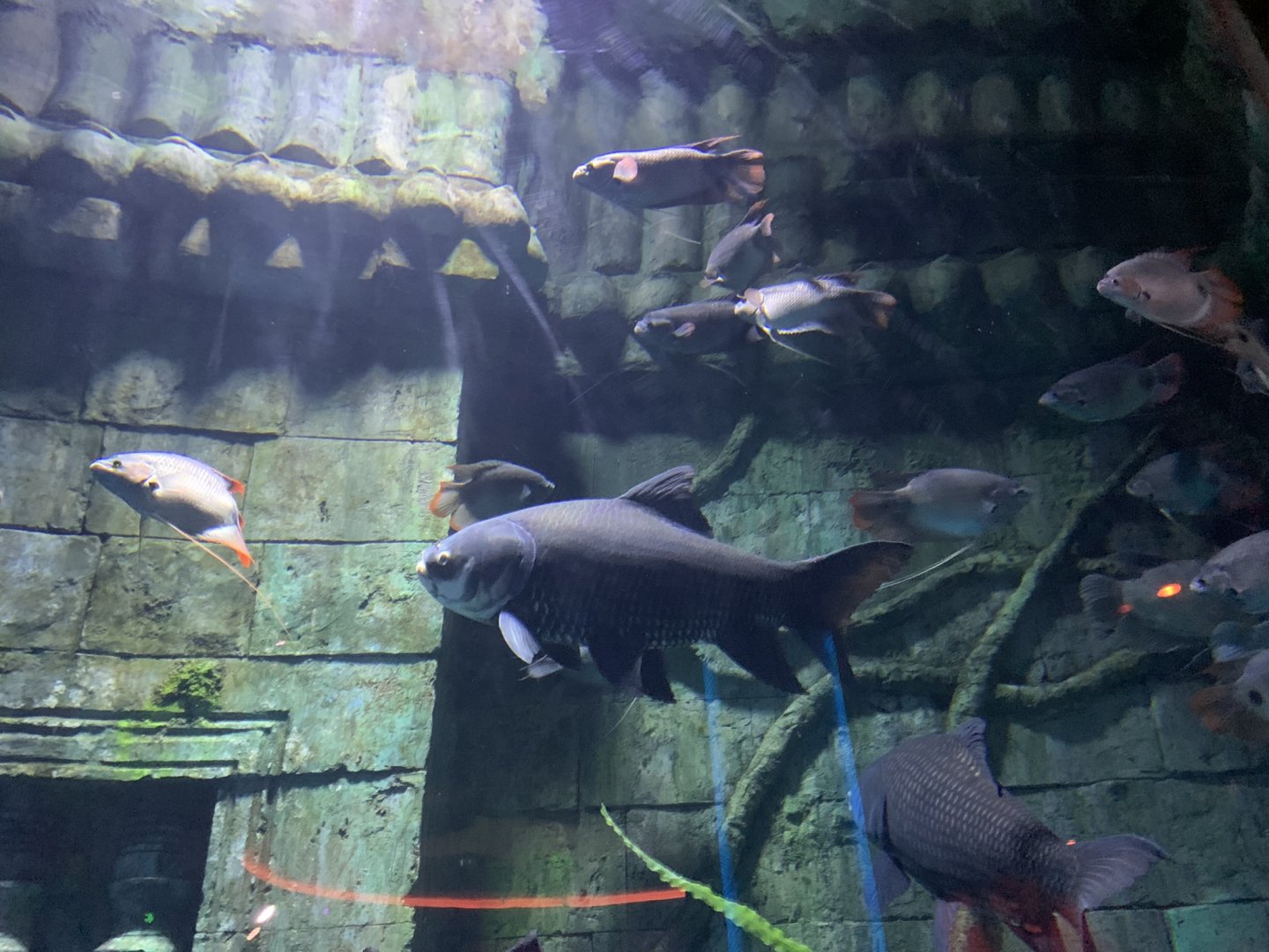 Southeast Asian Freshwater Fish Tank