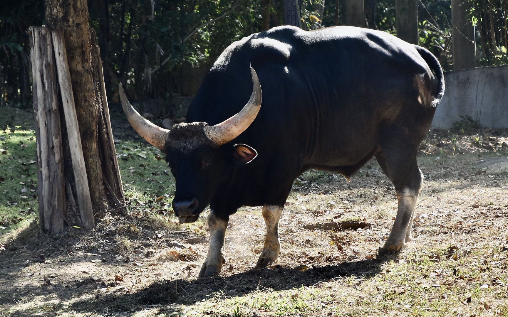 Southeast Asian Gaur (Bos gaurus laosiensis) male