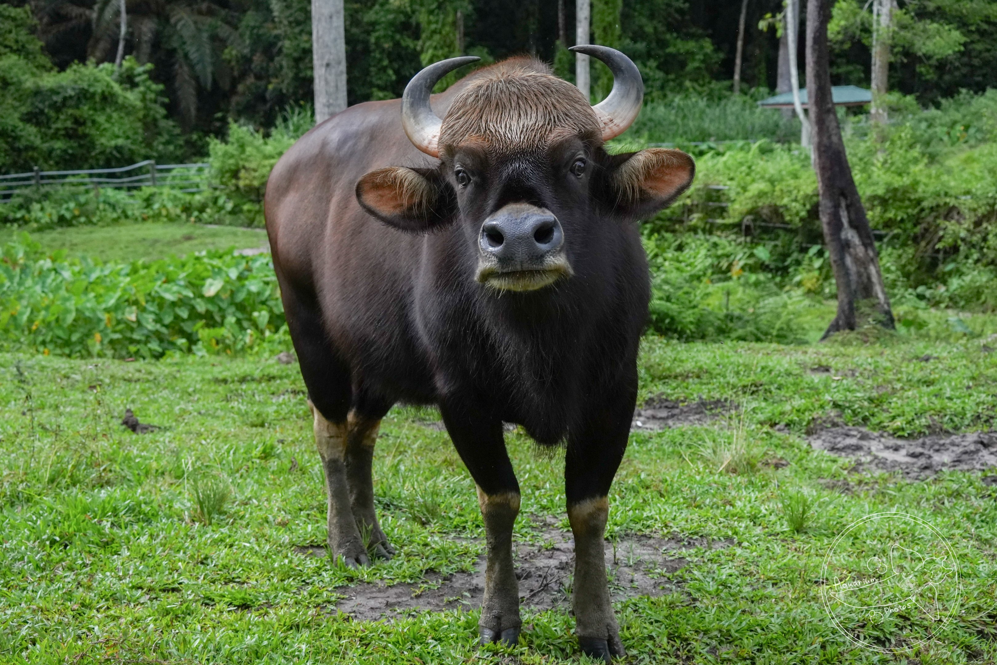 Southeast asian gaur (Bos gaurus laosiensis)