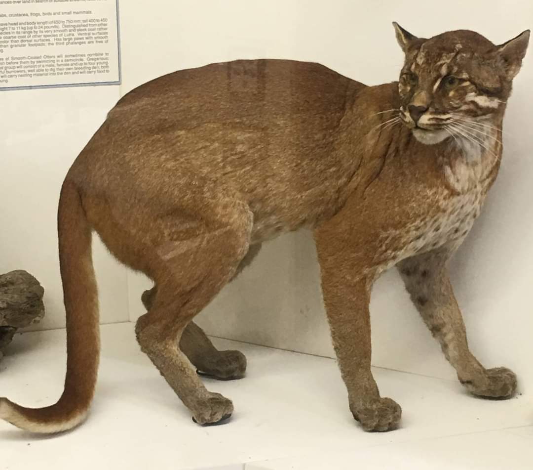 Southeast asian golden cat (Pardofelis temminckii temminckii)