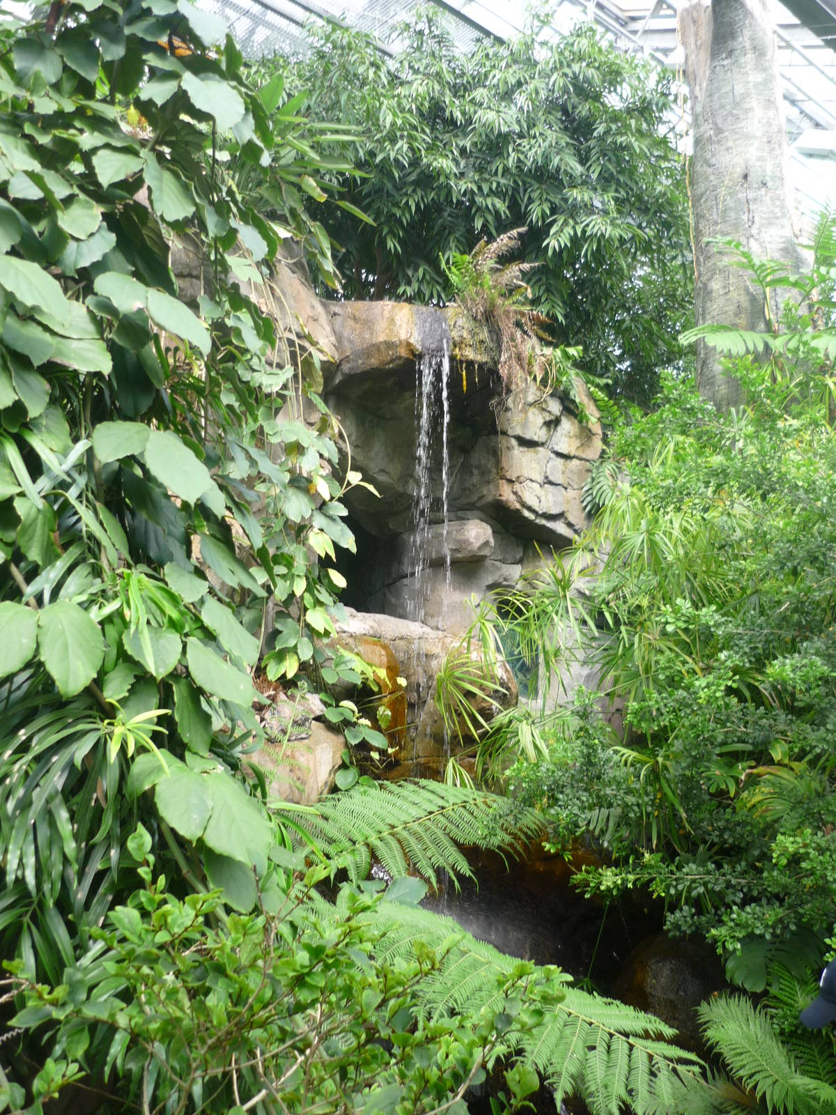 Southeast Asian Rainforest Exhibit 1