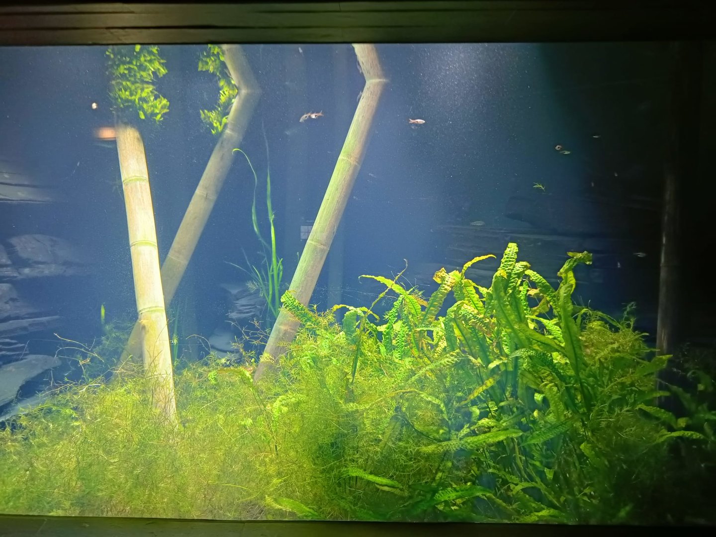 Southeast Asian tank (Exotarium)