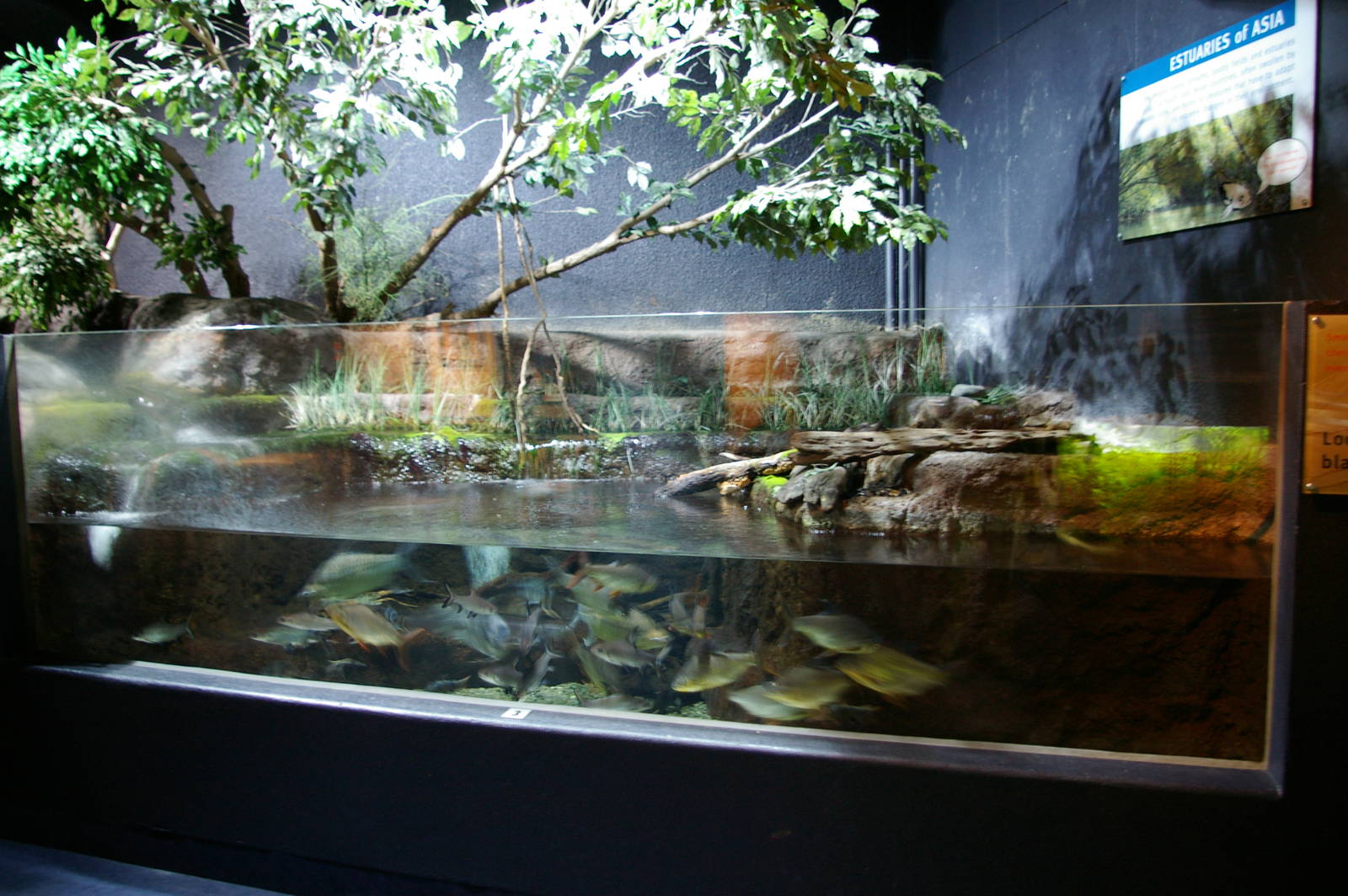 Southeast Asian tank