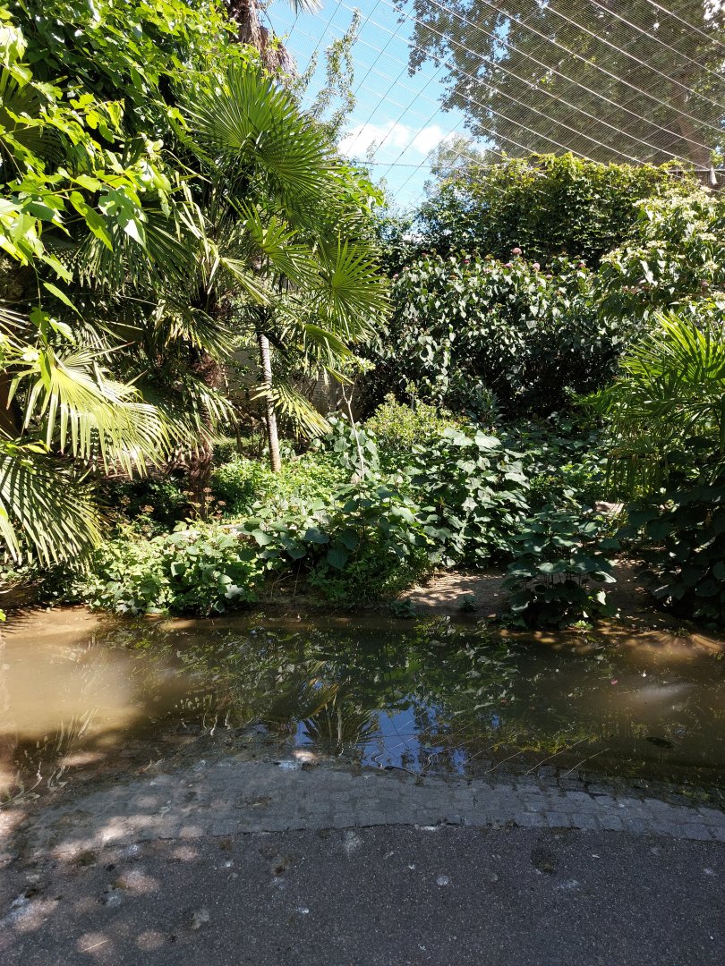 Southeast Asian walkthrough aviary