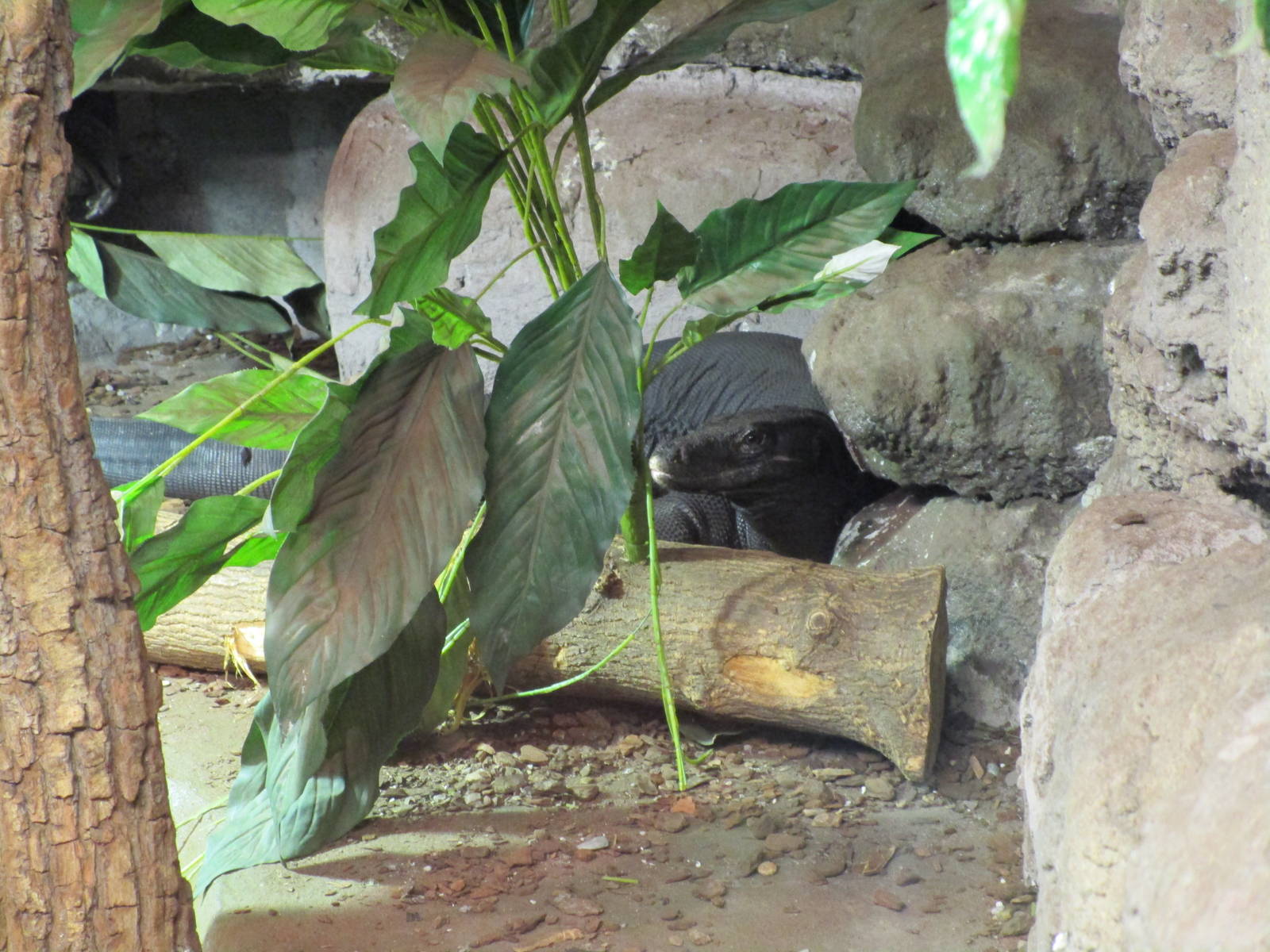 Southeast Asian Water Monitor