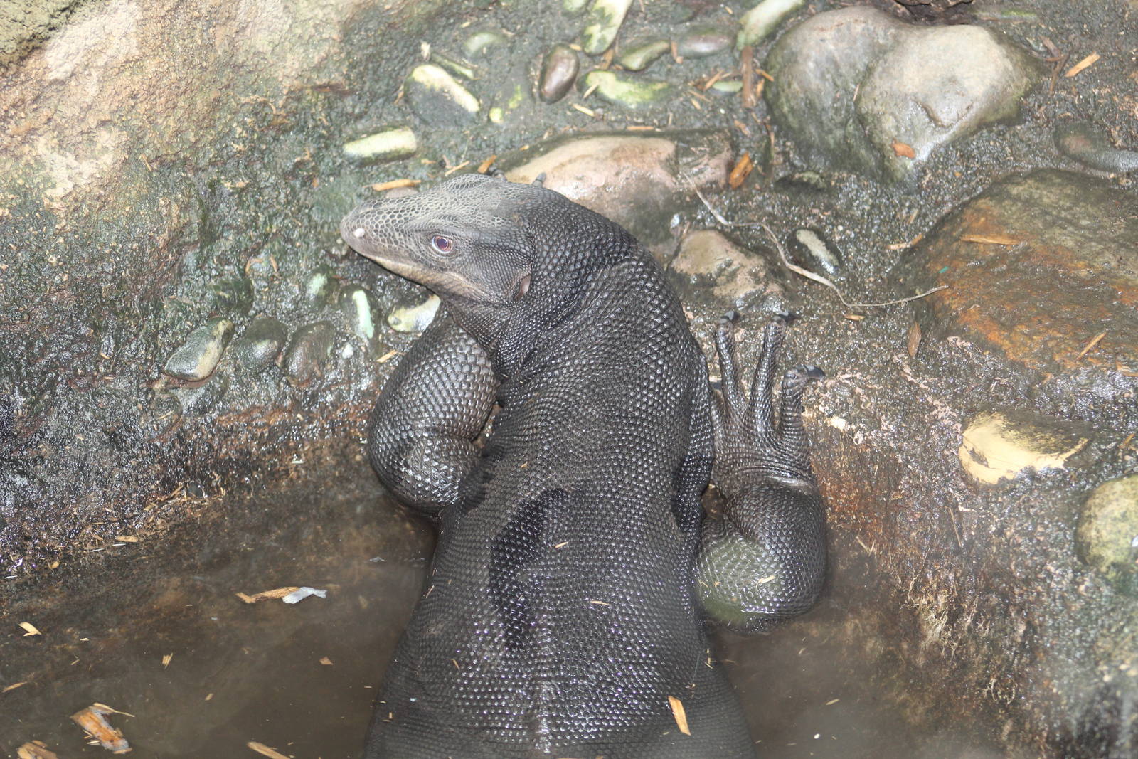 Southeast Asian Water Monitor
